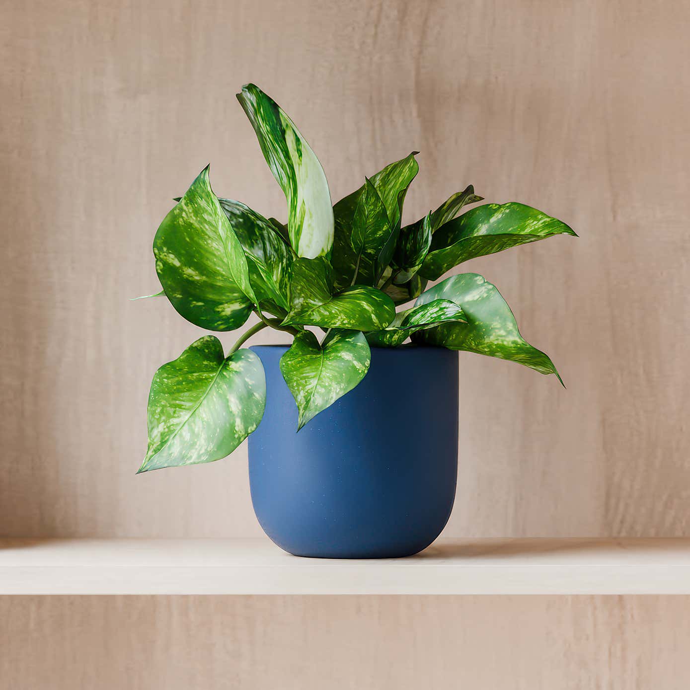 Beards & Daisies Marble Queen Pothos House Plant in Earthenware Pot
