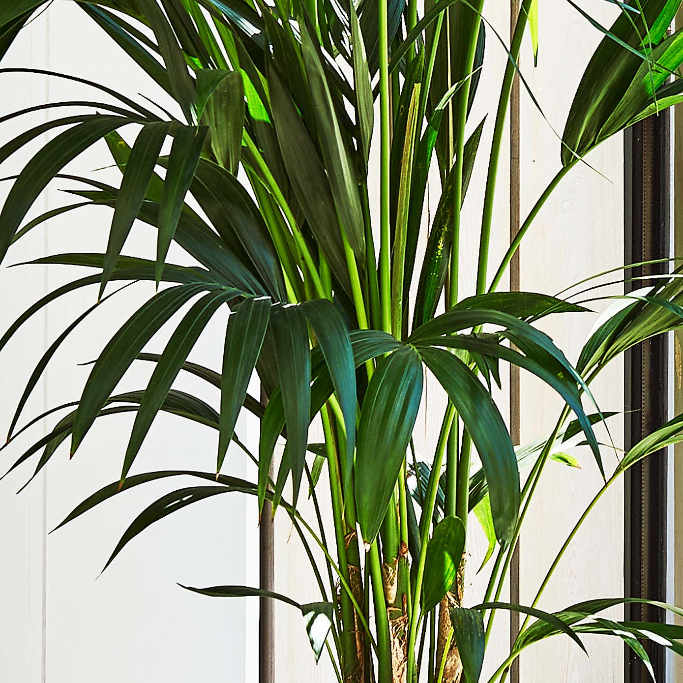 Kentia Palm House Plant in Earthenware Pot