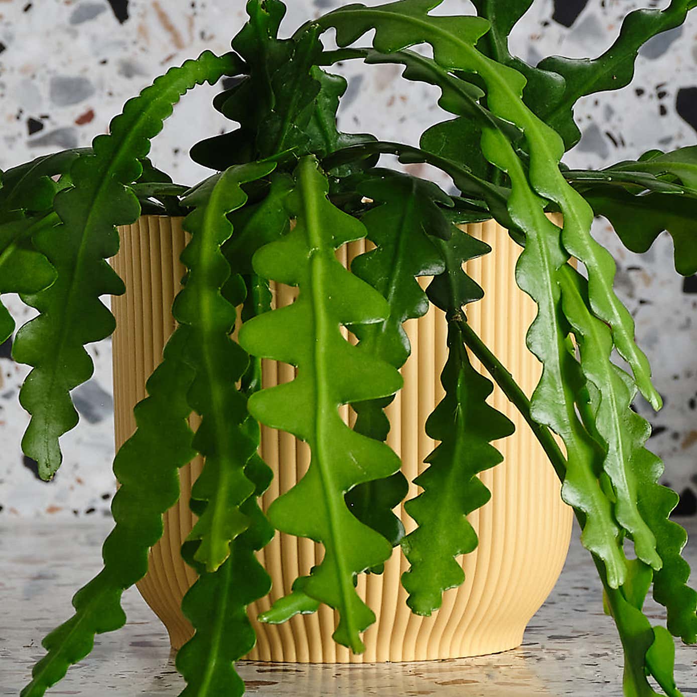 Fishbone Cactus House Plant in Elho Pot