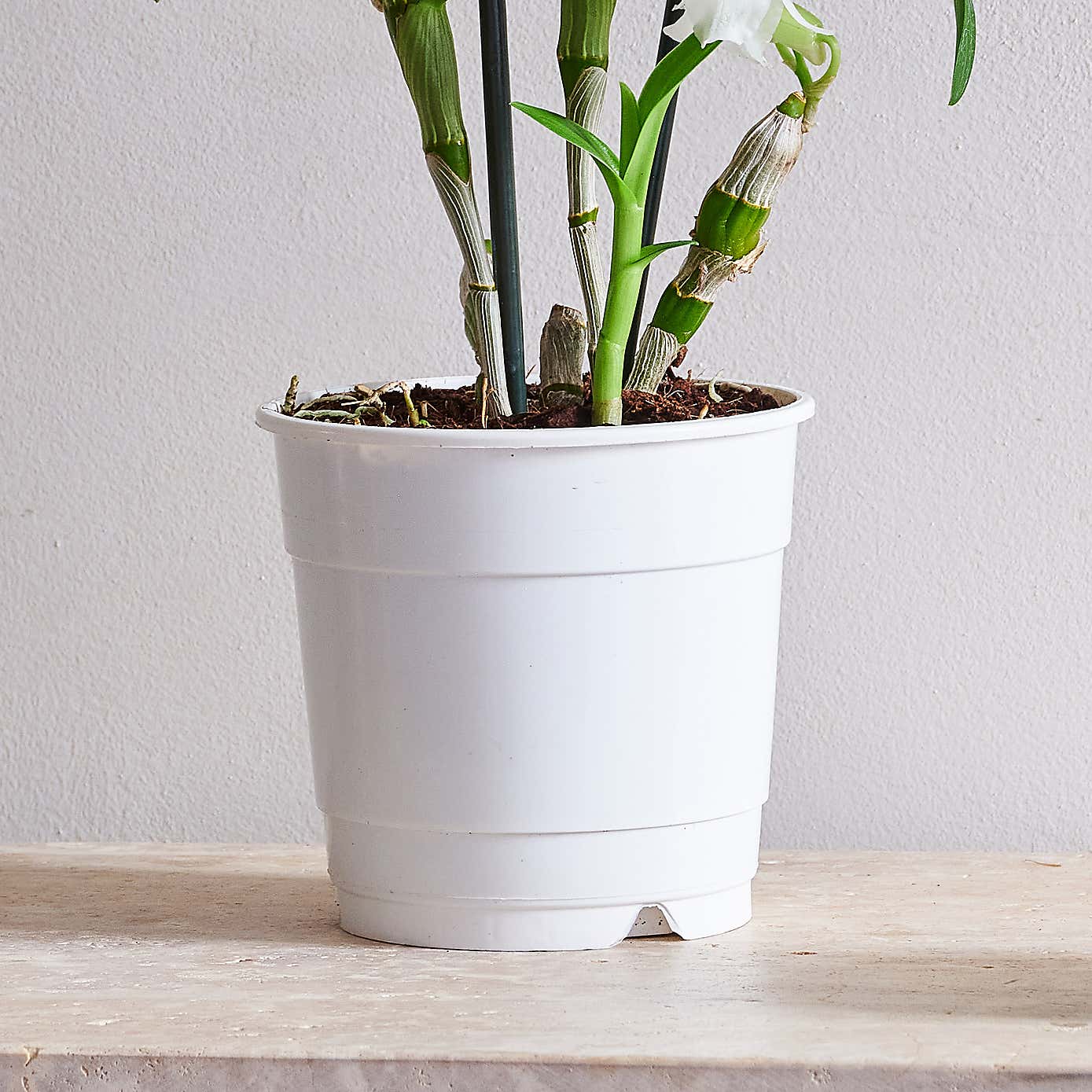 Beards & Daisies Dendrobium Bamboo Orchid House Plant