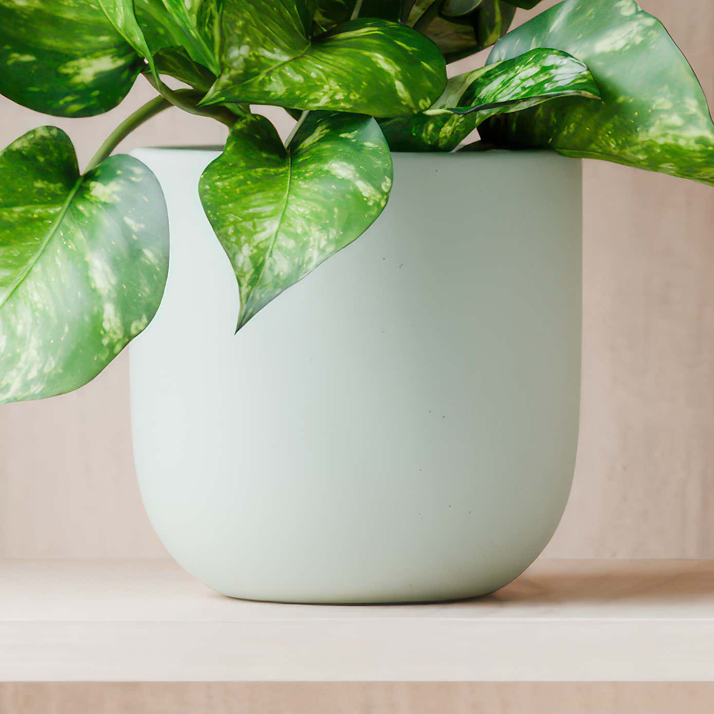 Beards & Daisies Marble Queen Pothos House Plant in Earthenware Pot