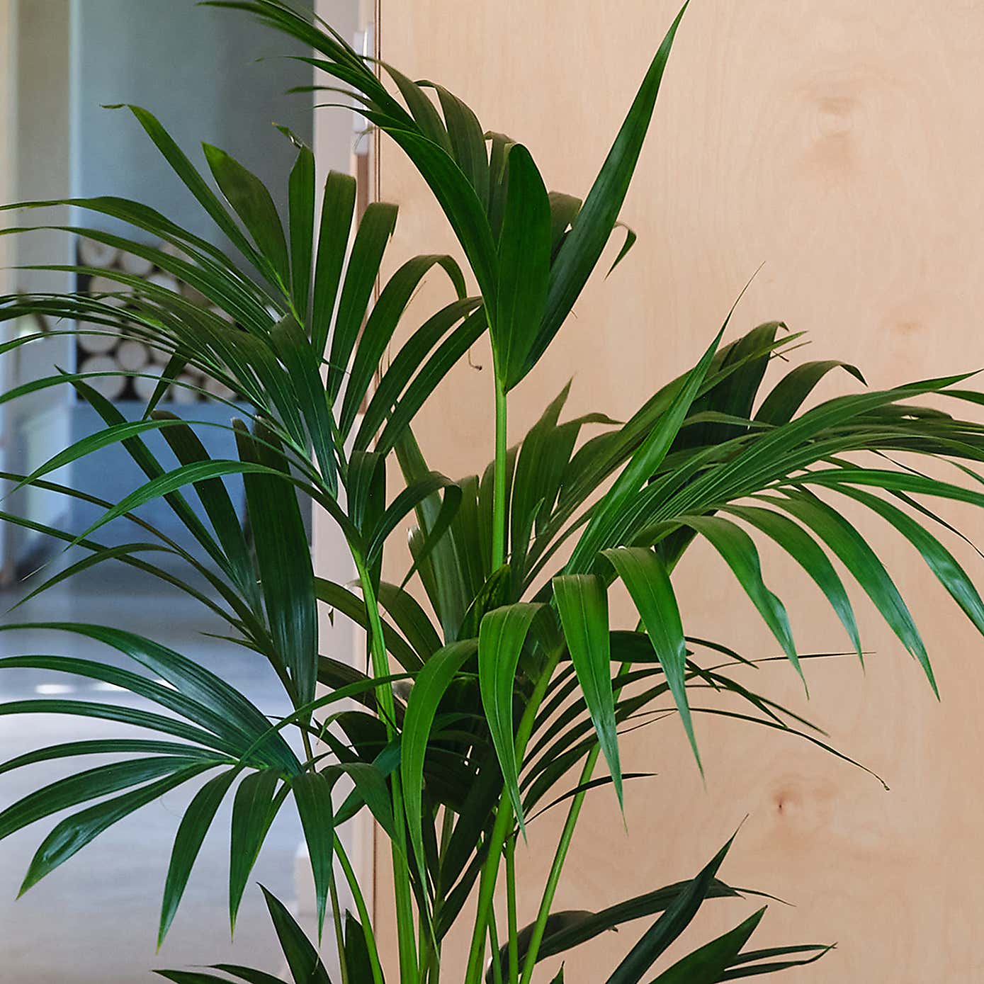 Kentia Palm House Plant