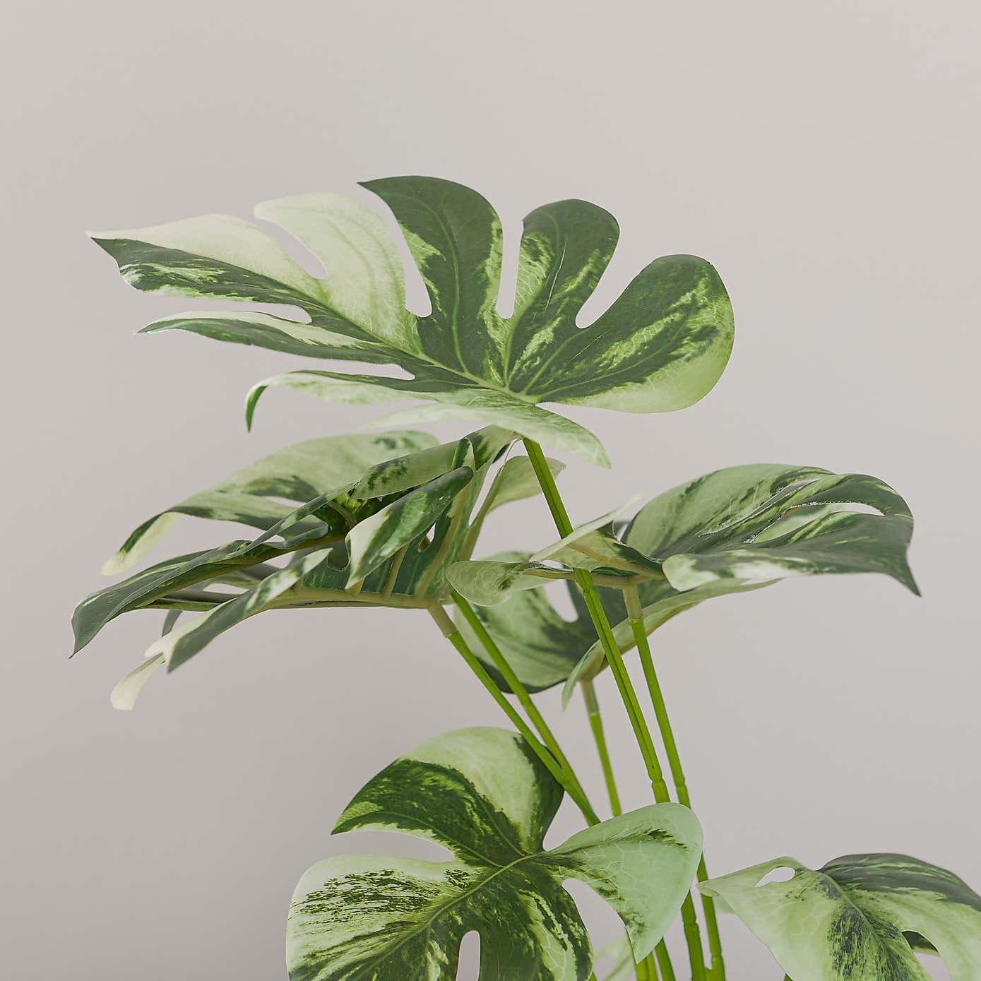 Artificial Cheese Plant in White Cement Plant Pot