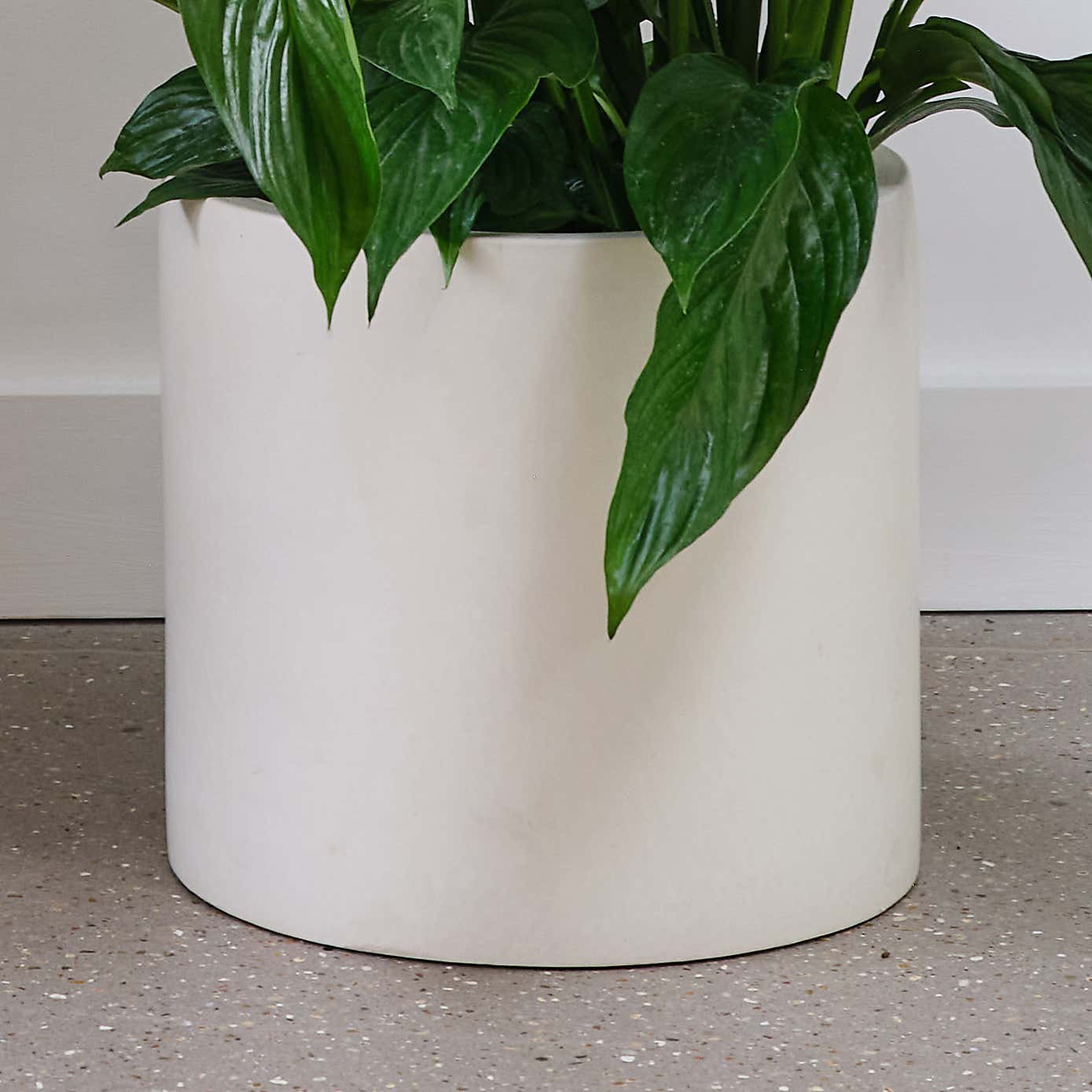 Peace Lily House Plant in Earthenware Pot