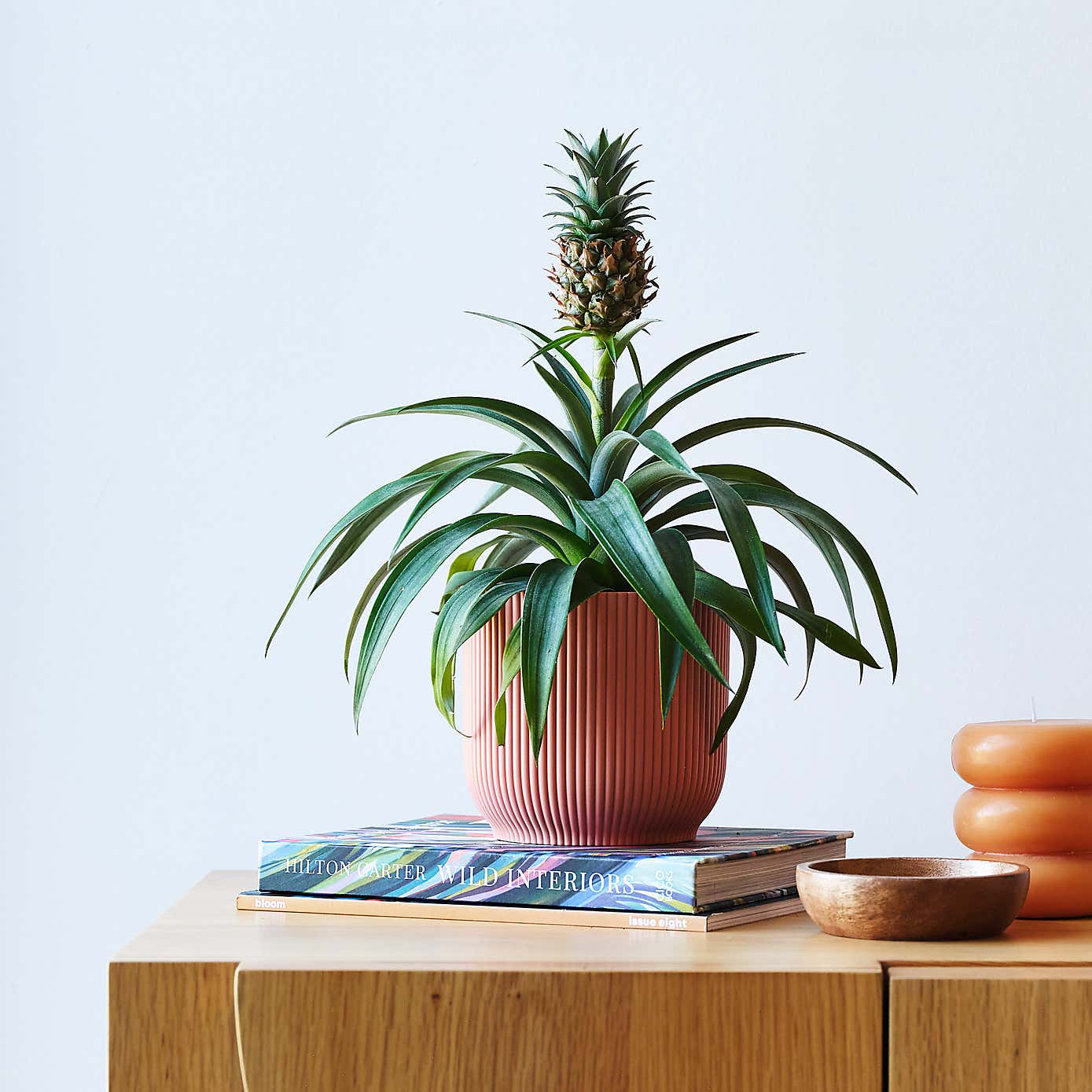 Pineapple House Plant in Elho Pot