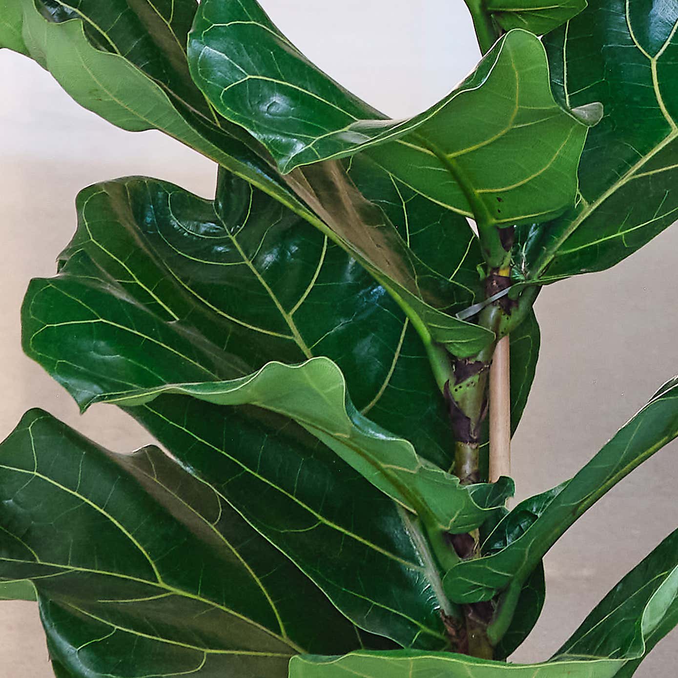 Tall Potted House Plant Bundle