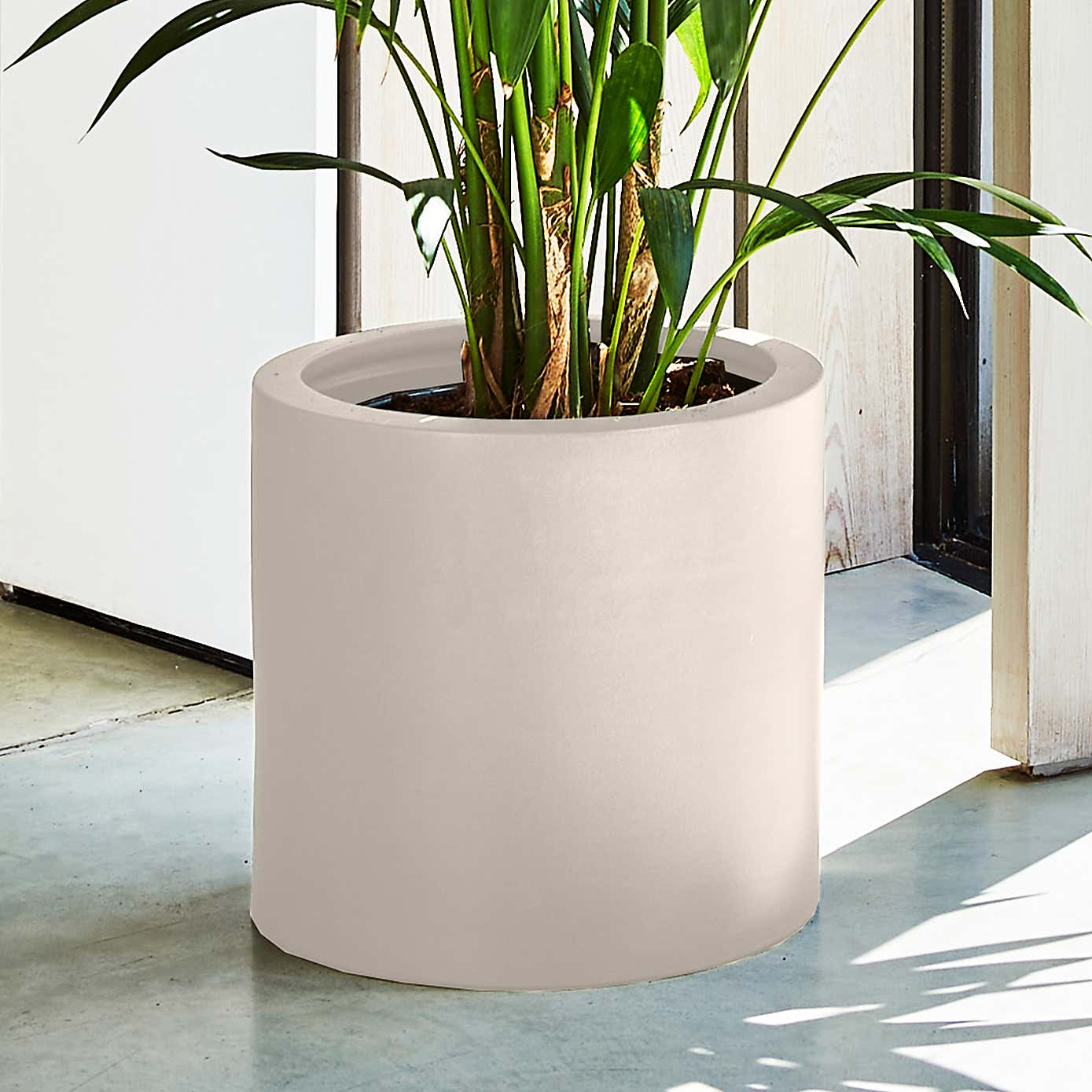 Kentia Palm House Plant in Earthenware Pot