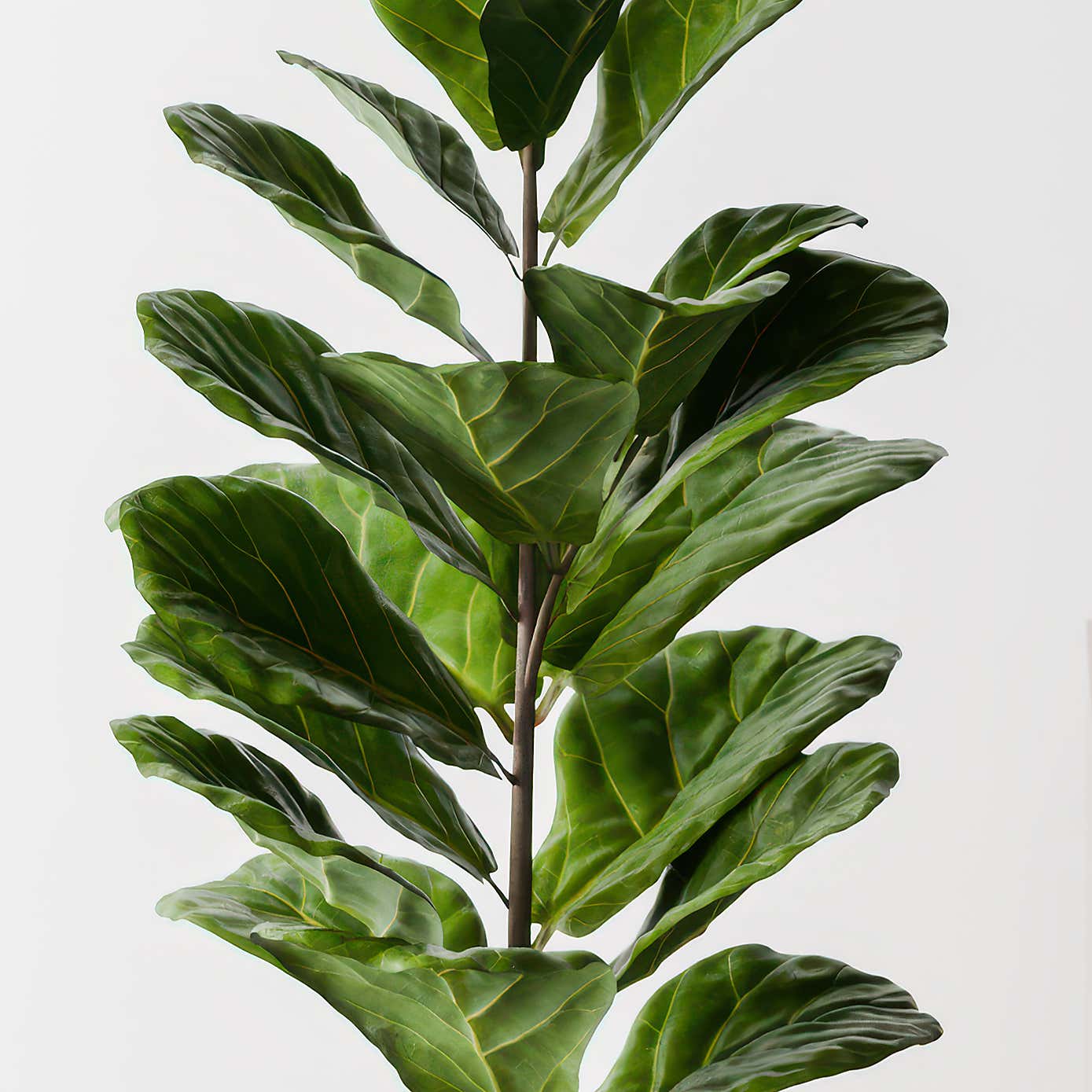 Beards & Daisies Fiddle Leaf Fig House Plant in Elho Pot