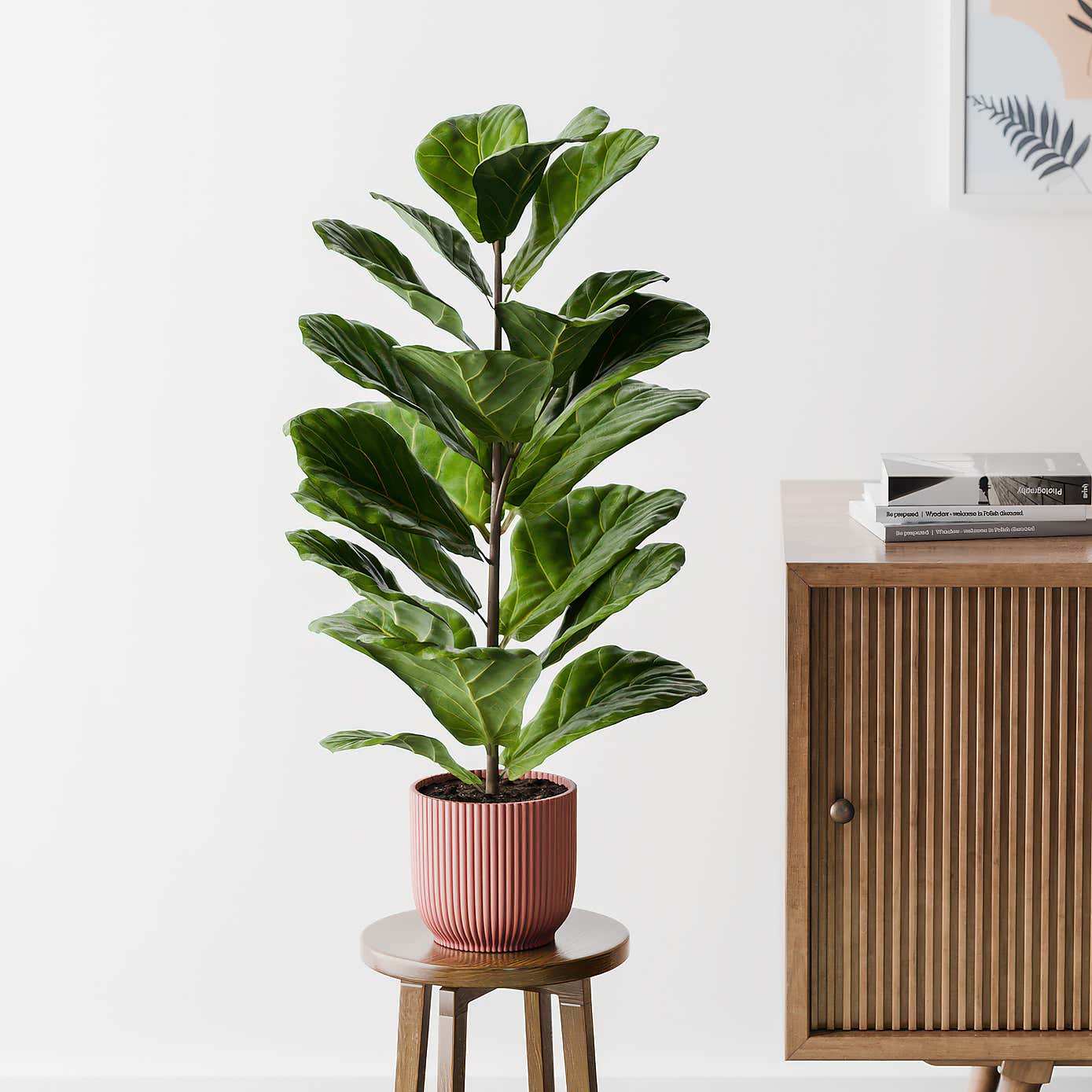 Beards & Daisies Fiddle Leaf Fig House Plant in Elho Pot