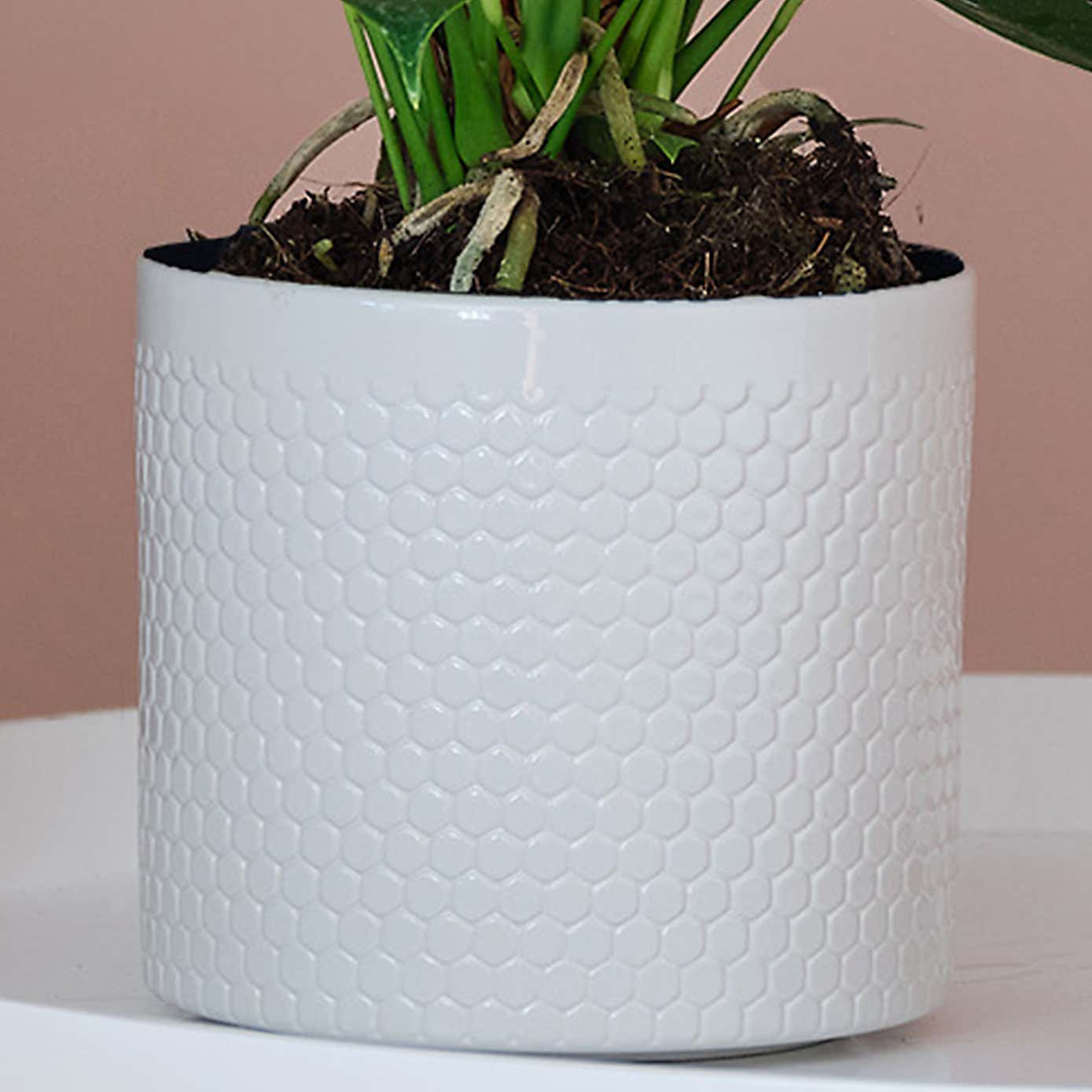 Peach Anthurium House Plant in Capri Pot