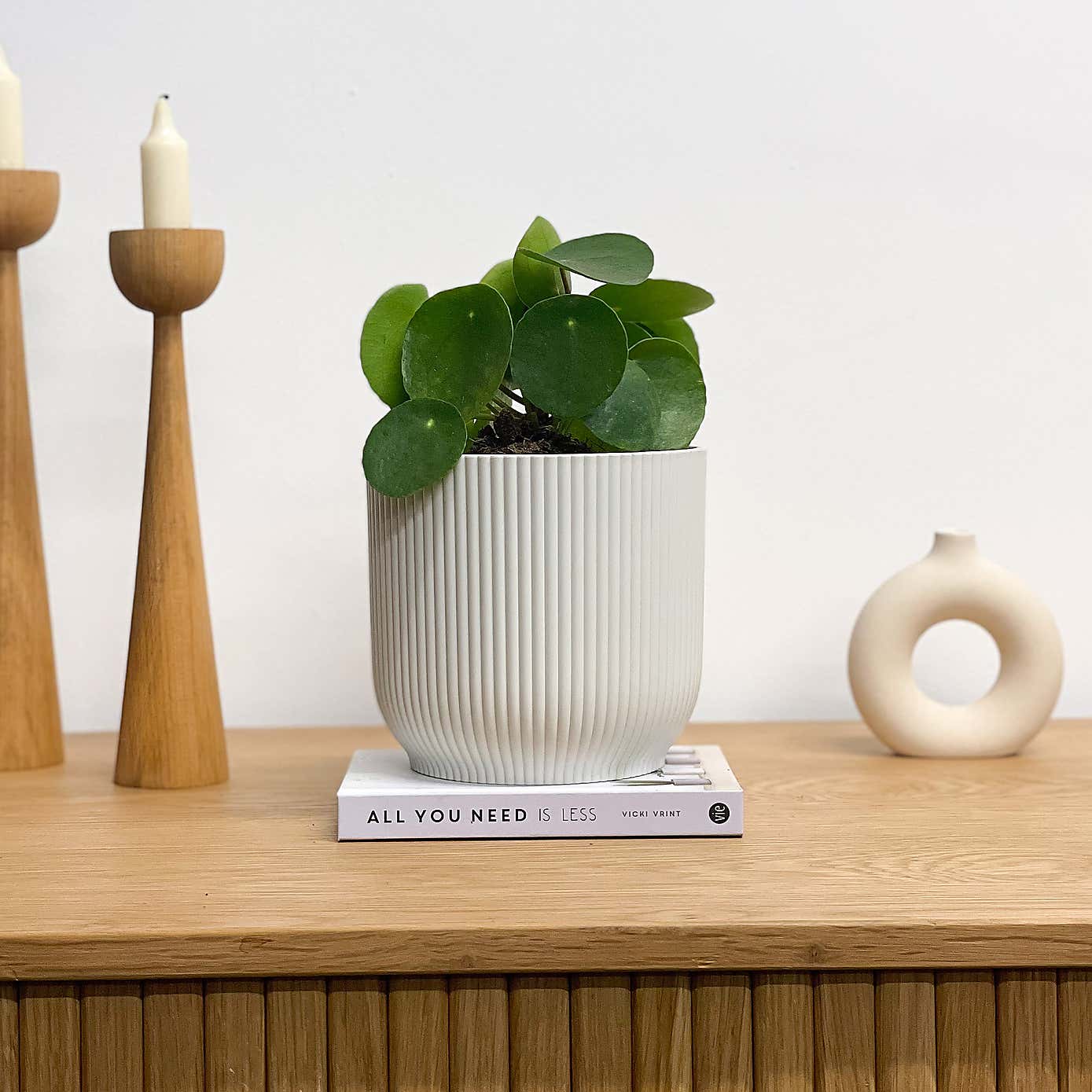 Chinese Money House Plant in Elho Pot