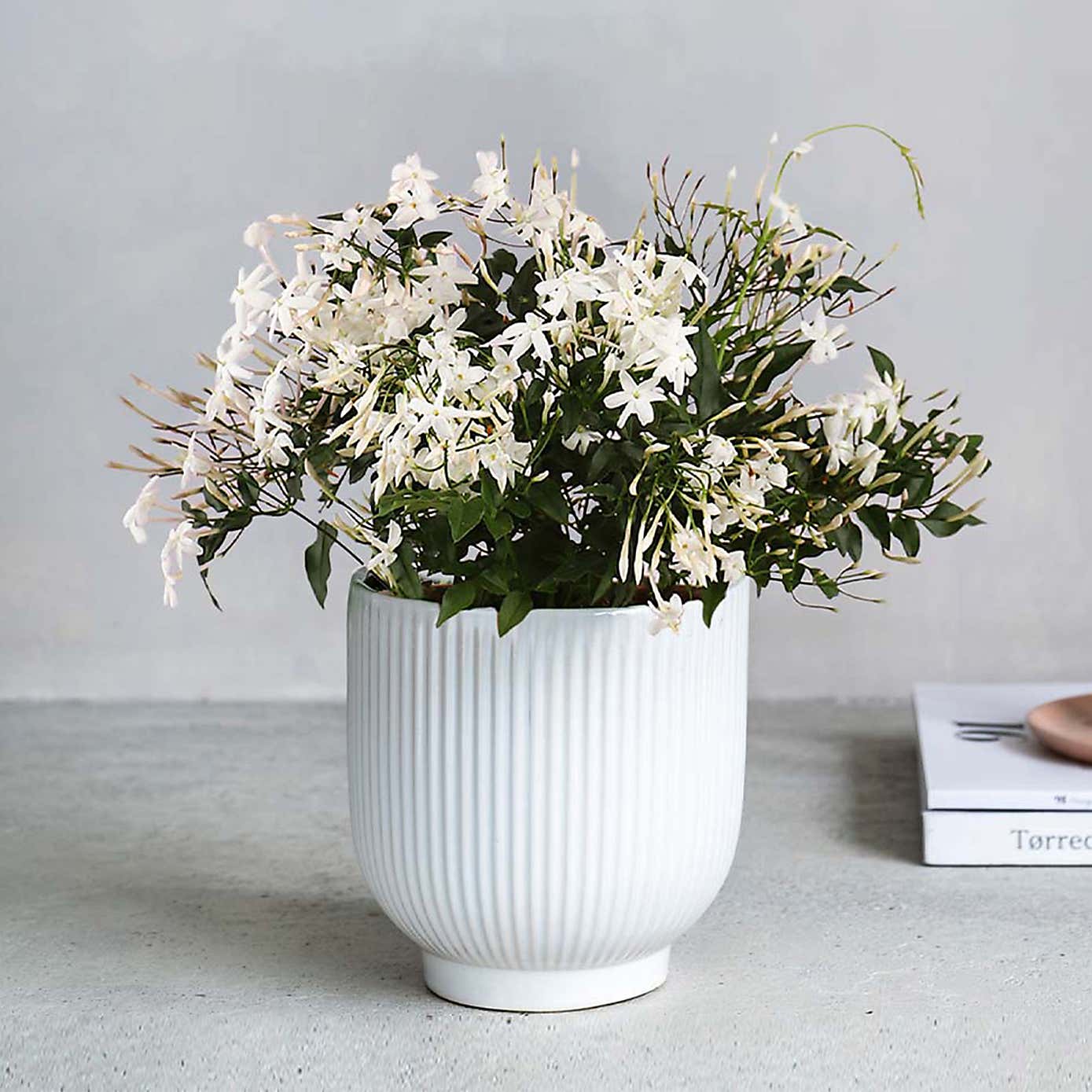 Jasmine House Plant in Ribbed Ceramic Pot