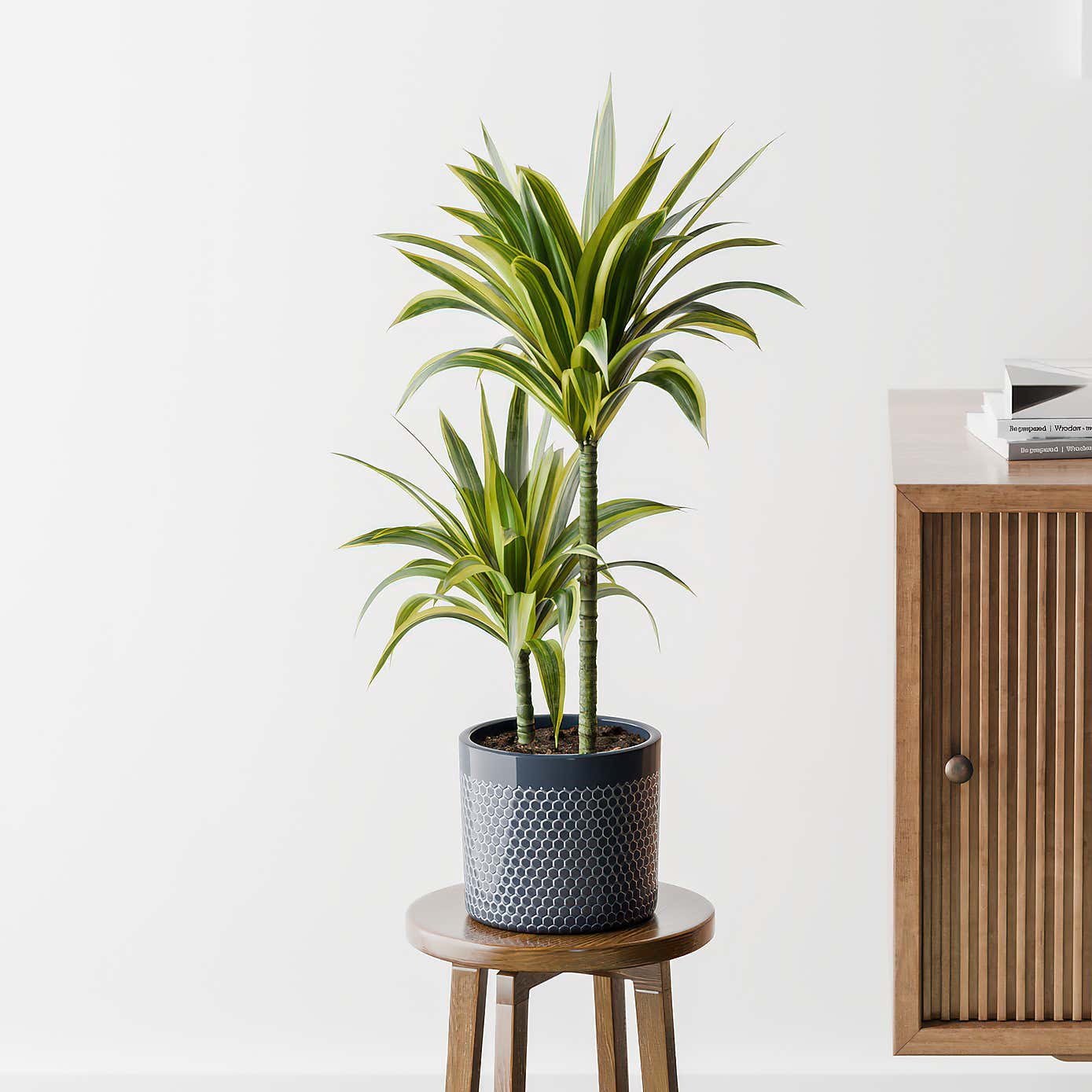 Dracaena Lemon & Lime House Plant in Capri Pot