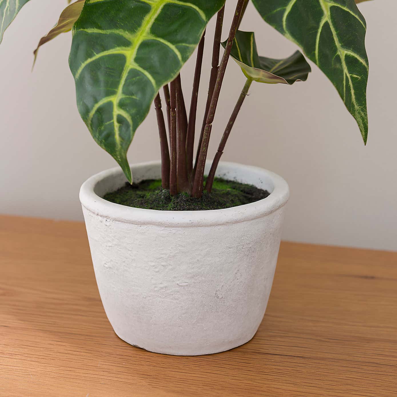 Artificial Alocasia Plant in White Cement Plant Pot