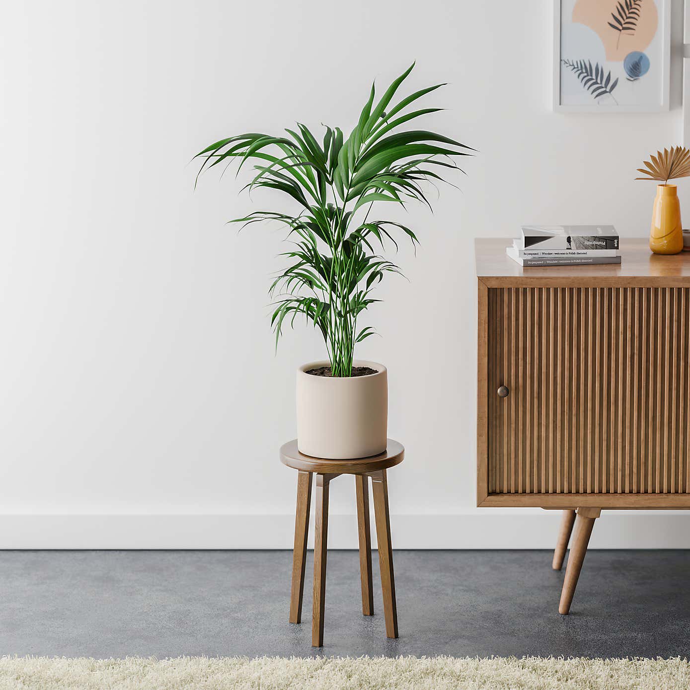 Kentia Palm House Plant in Earthenware Pot