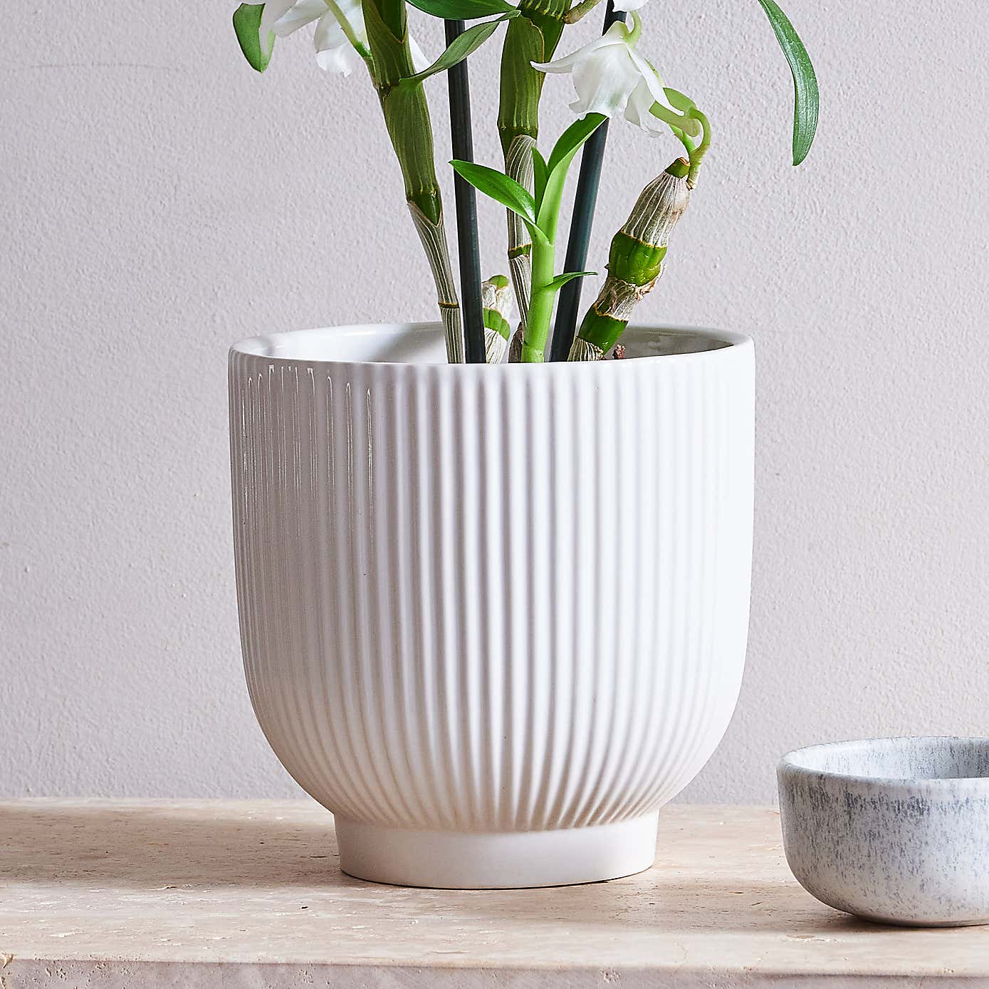 Beards & Daisies Dendrobium Bamboo Orchid House Plant in Ribbed Pot