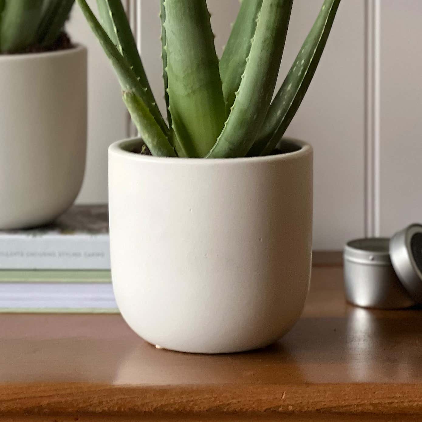 Aloe Vera Potted House Plant Bundle