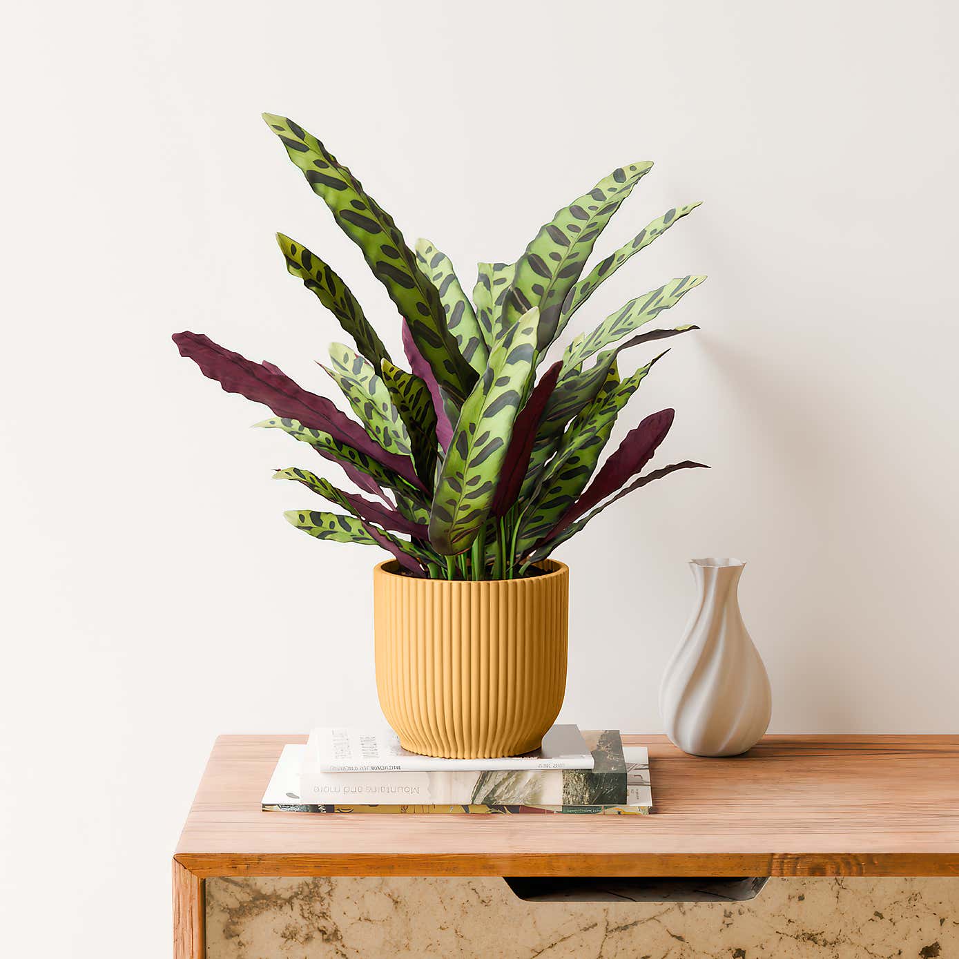 Calathea Lancifolia House Plant in Elho Vibes Pot