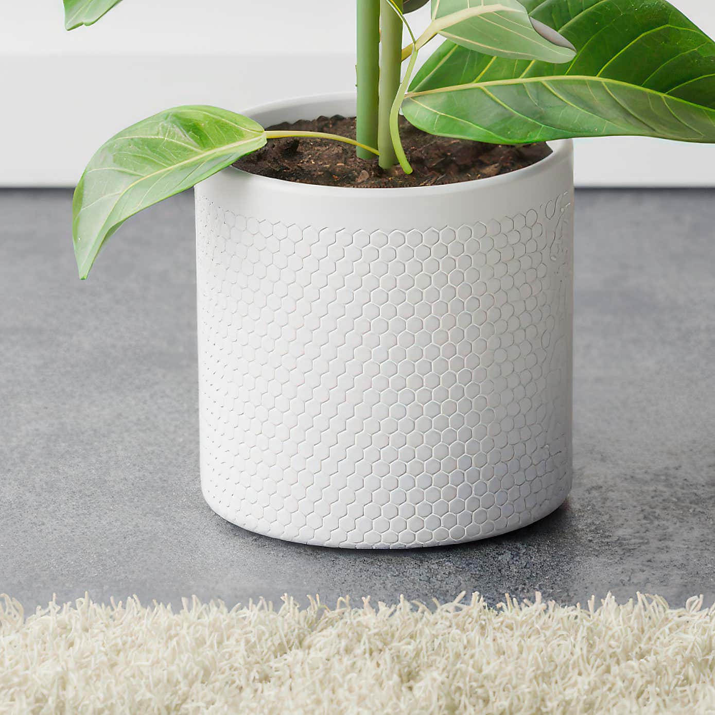 Bengal Fig House Plant in Capri Pot