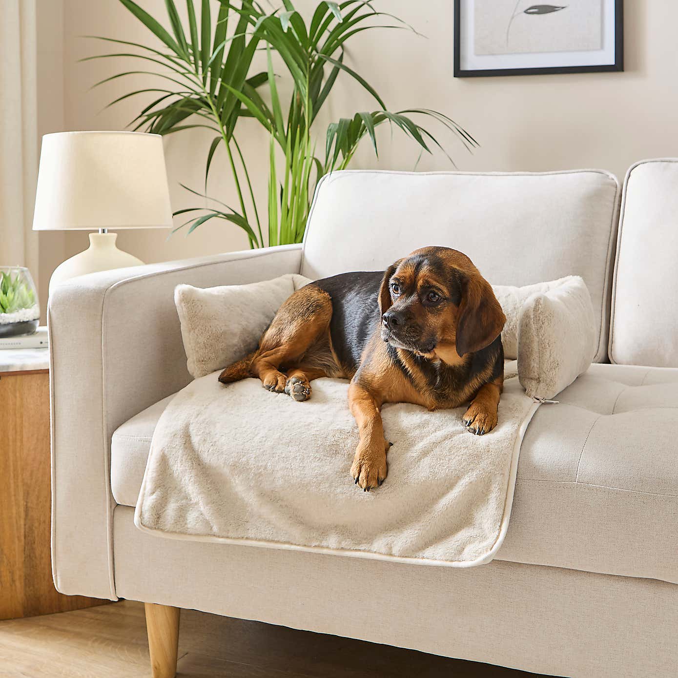 Ivory Velvet Sofa Dog Bed