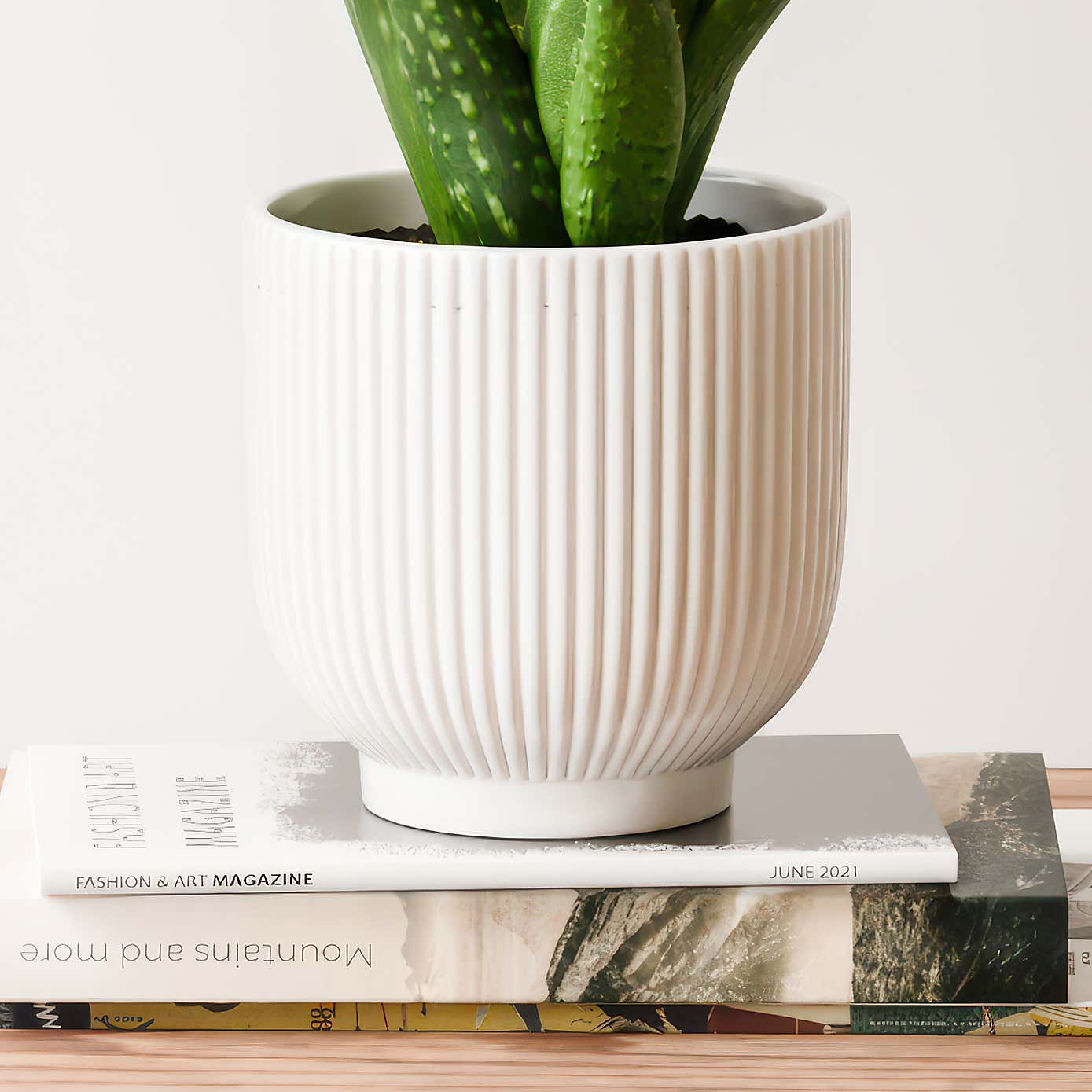 Aloe Vera House Plant in Ribbed Ceramic Pot