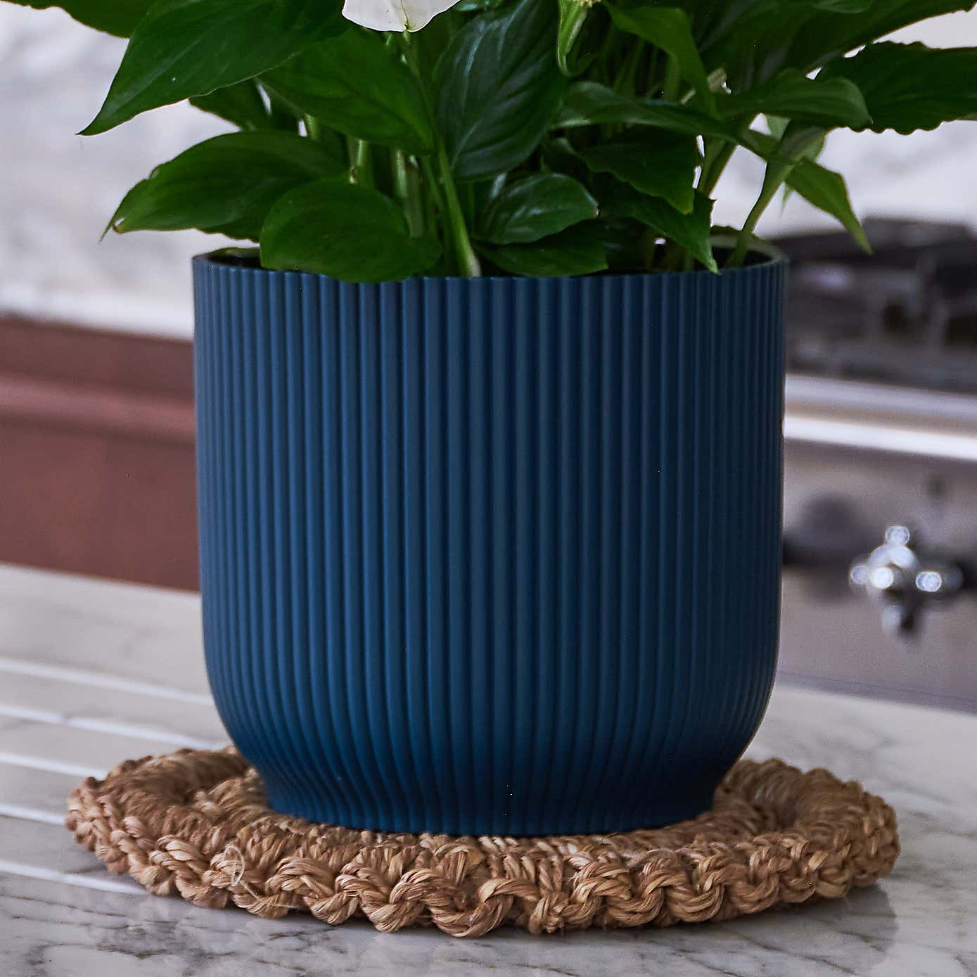 Beards & Daisies Blooming Beautiful Pair Dendrobium Peace Lily House Plant in Vibes Pot