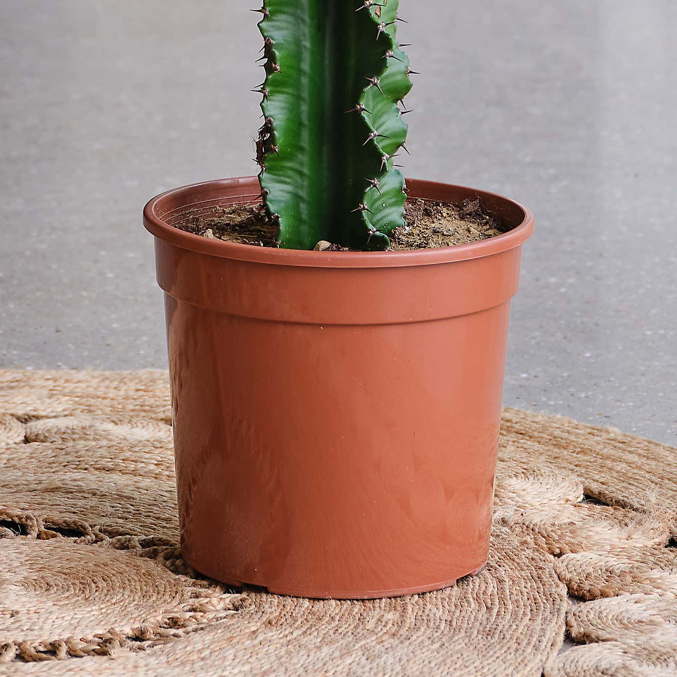 Euphorbia Trigona House Plant