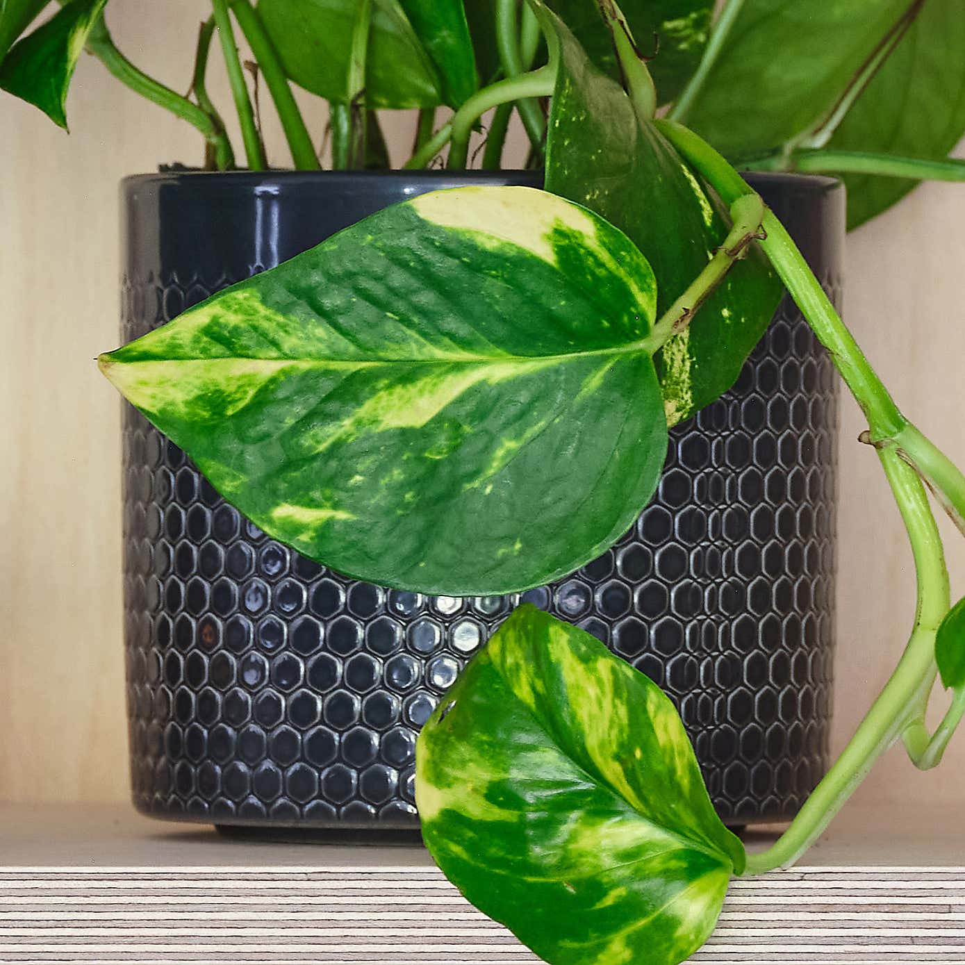 Devil's Ivy House Plant in Capri Pot