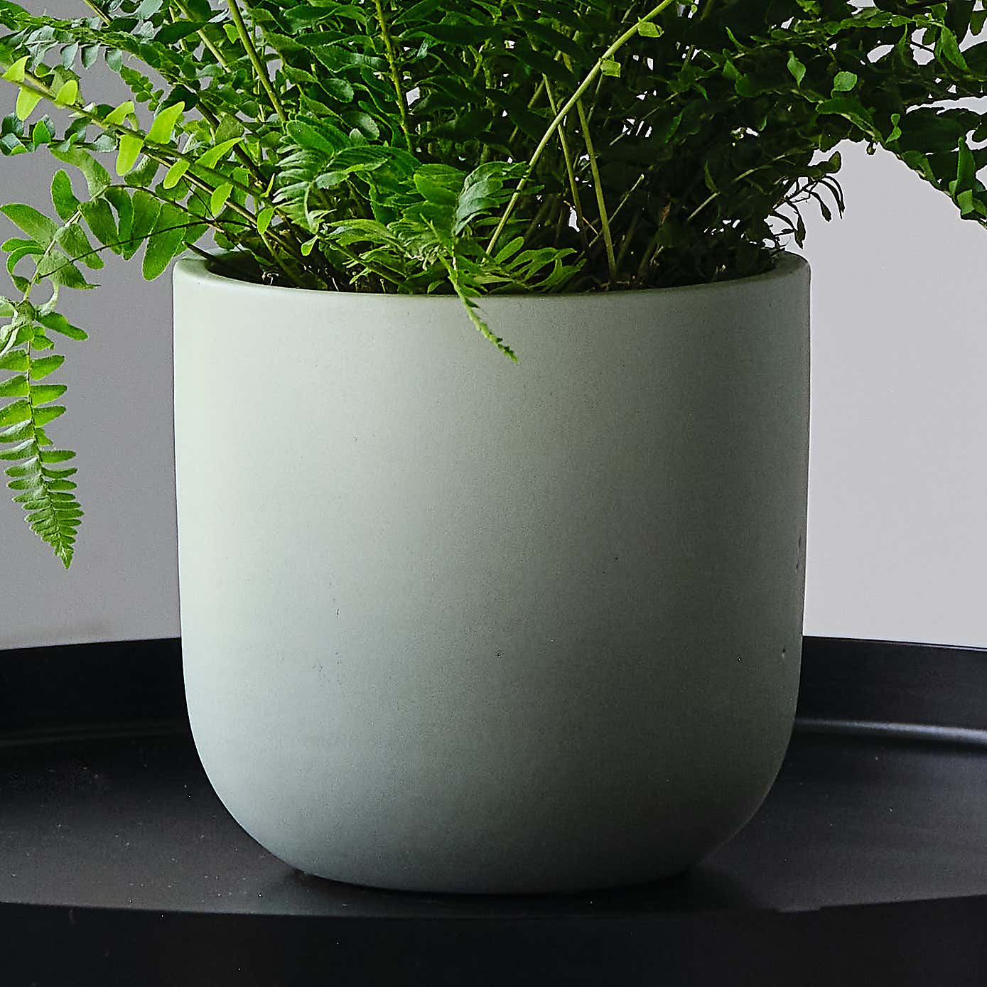 Boston Fern House Plant in Earthenware Pot
