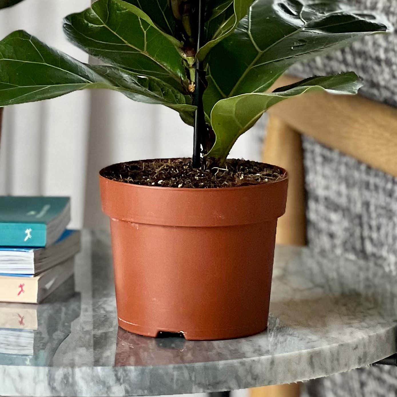 Fiddle Leaf Fig House Plant Bundle