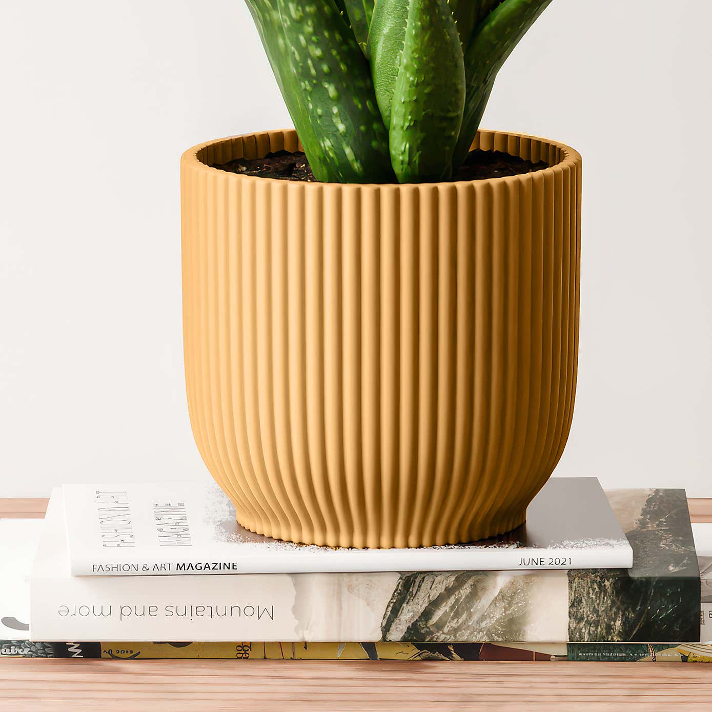 Aloe Vera House Plant in Elho Vibes Pot