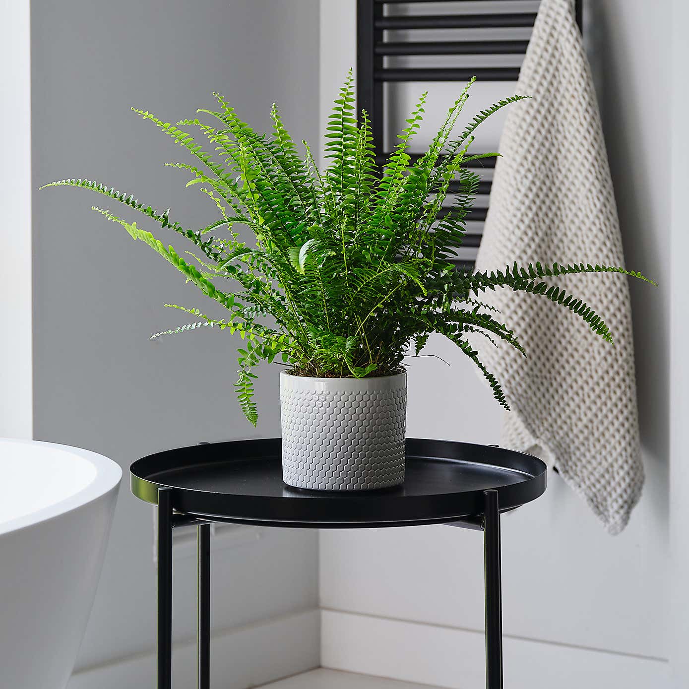 Boston Fern House Plant in Capri Pot