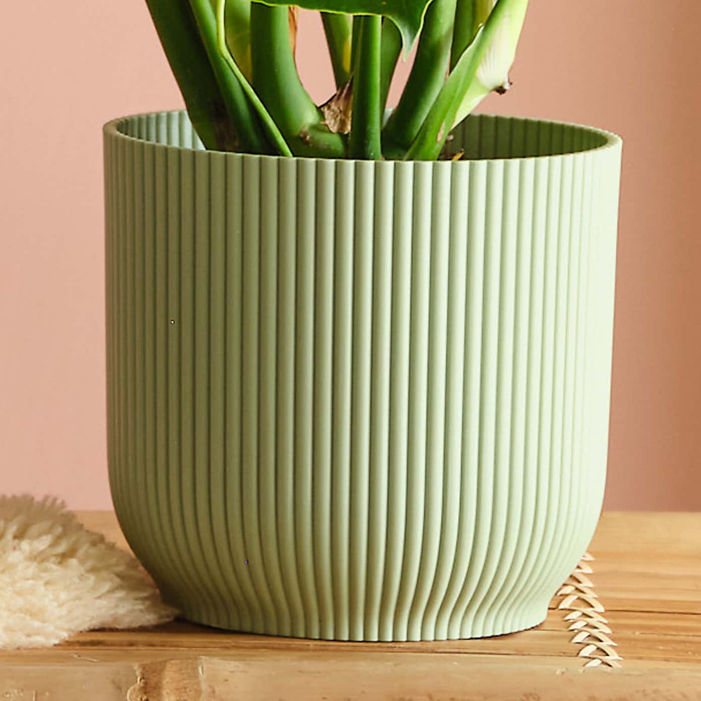 Swiss Cheese House Plant in Elho Pot