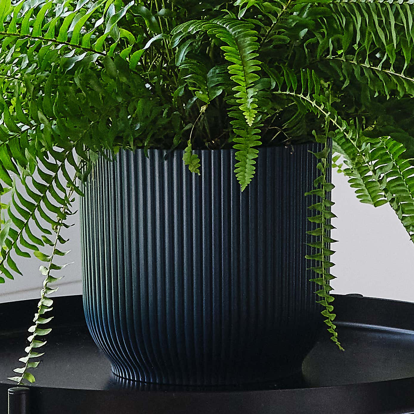 Boston Fern House Plant in Elho Pot