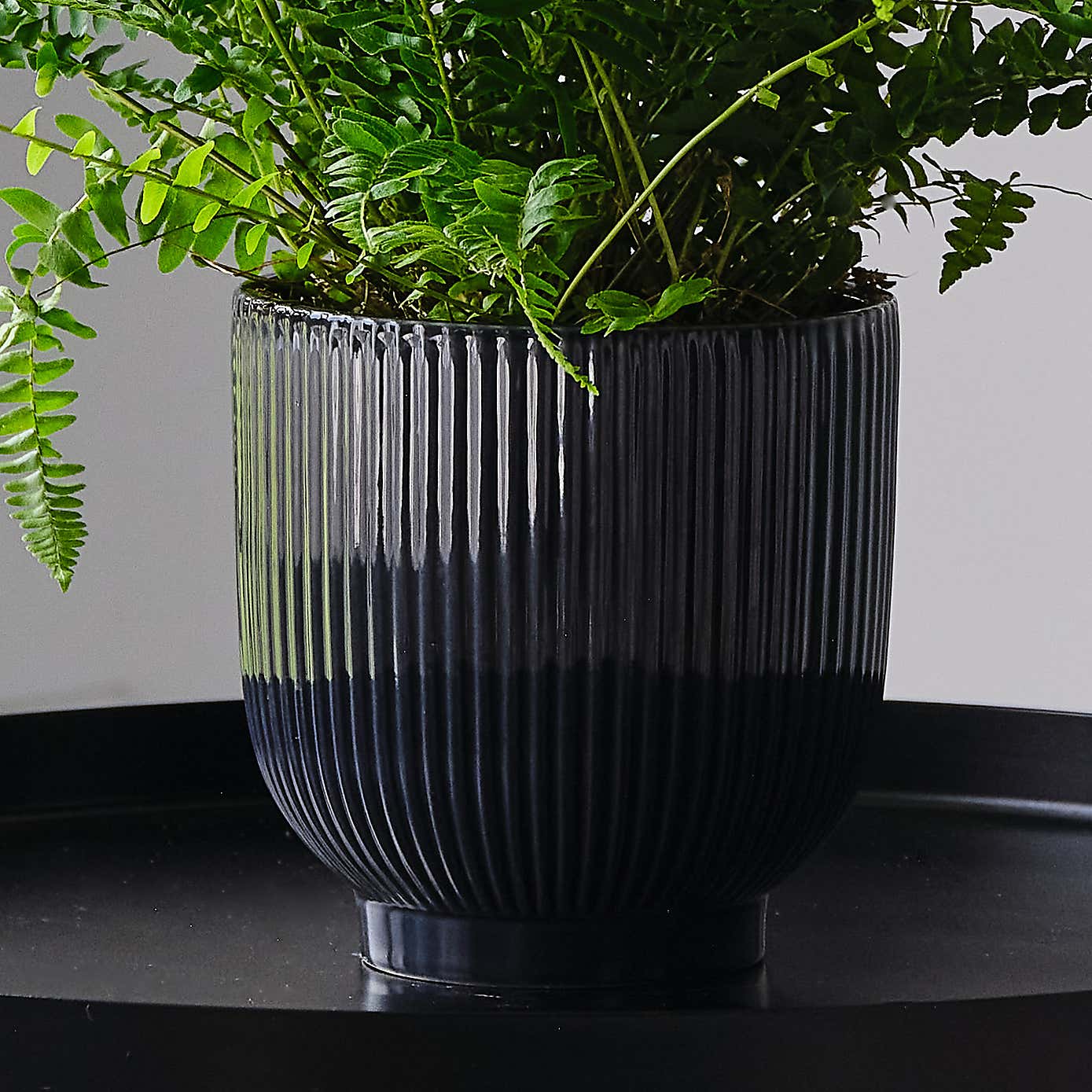 Boston Fern House Plant in Ribbed Pot