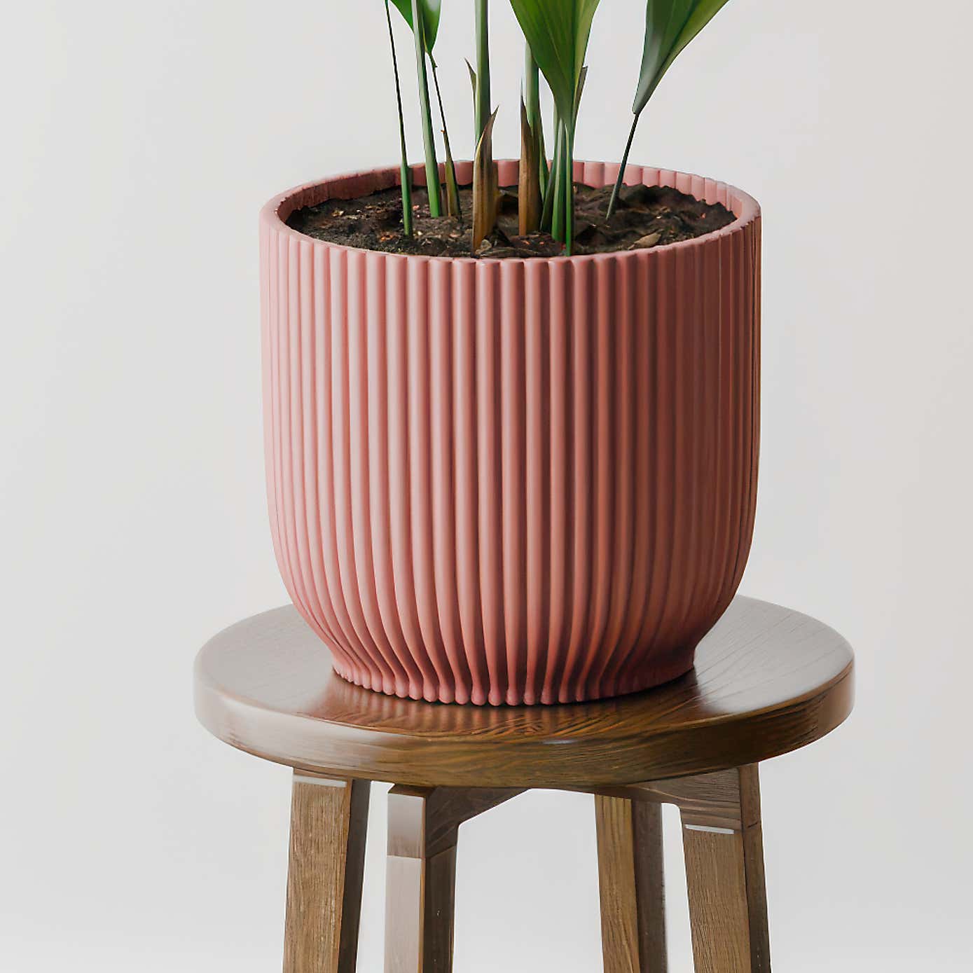 Beards & Daisies Cast Iron House Plant in Vibes Pot