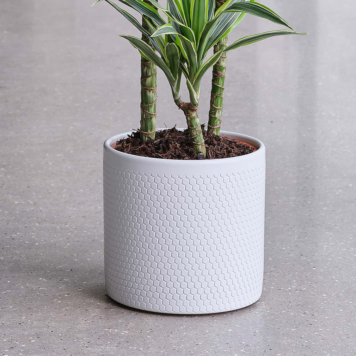 Dracaena Lemon & Lime House Plant in Capri Pot