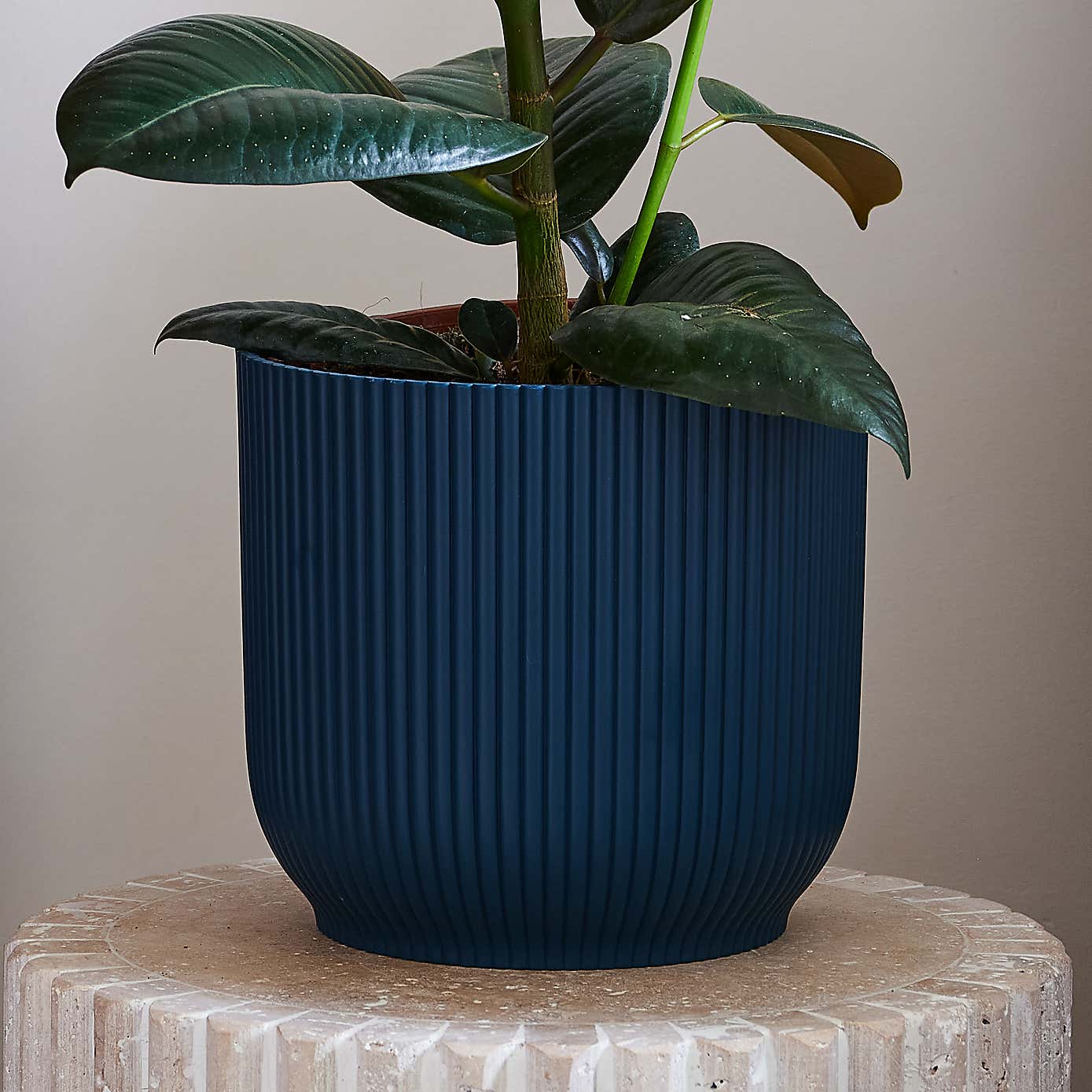 Beards & Daisies Rubber Plant House Plant in Vibes Pot