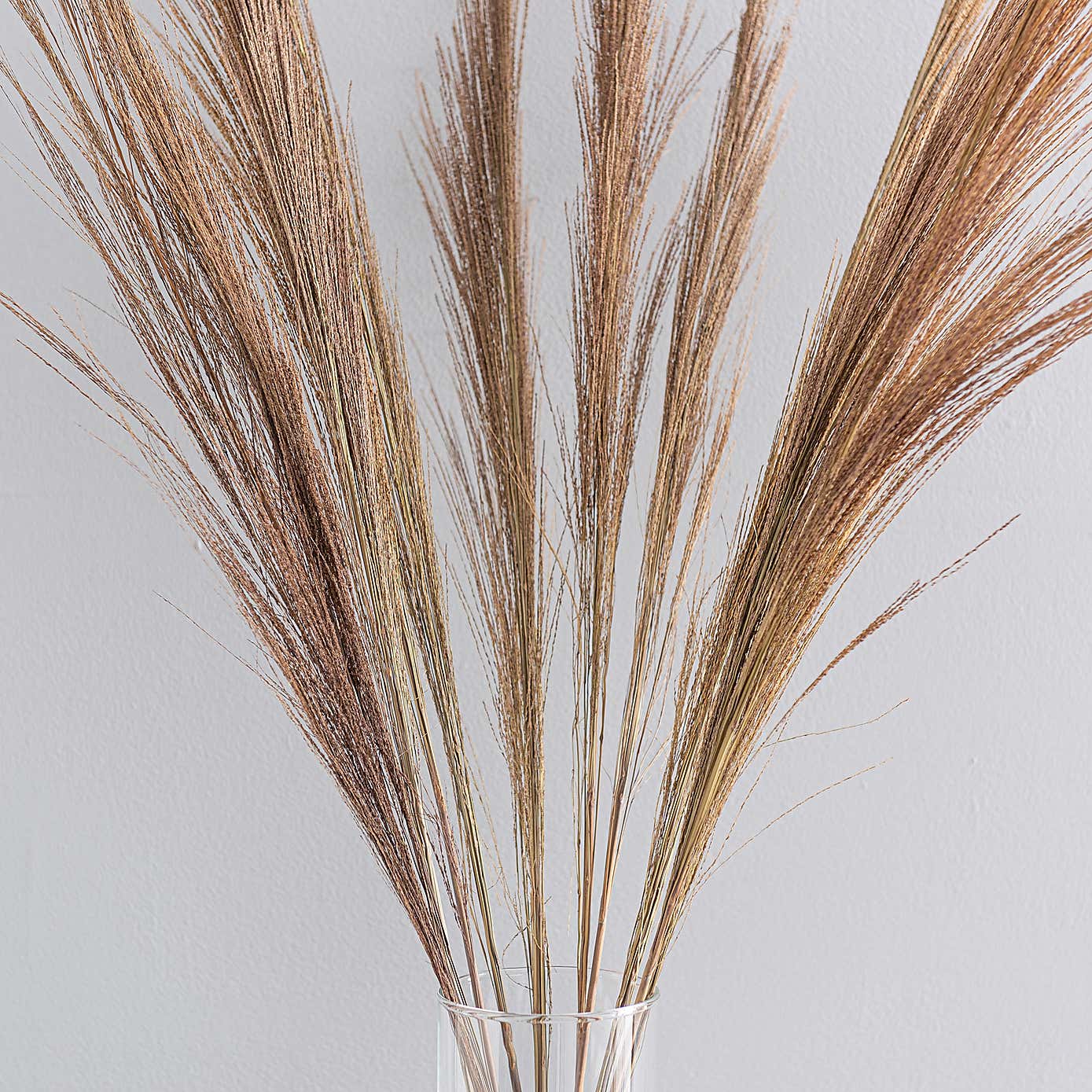 Dried Broom Grass