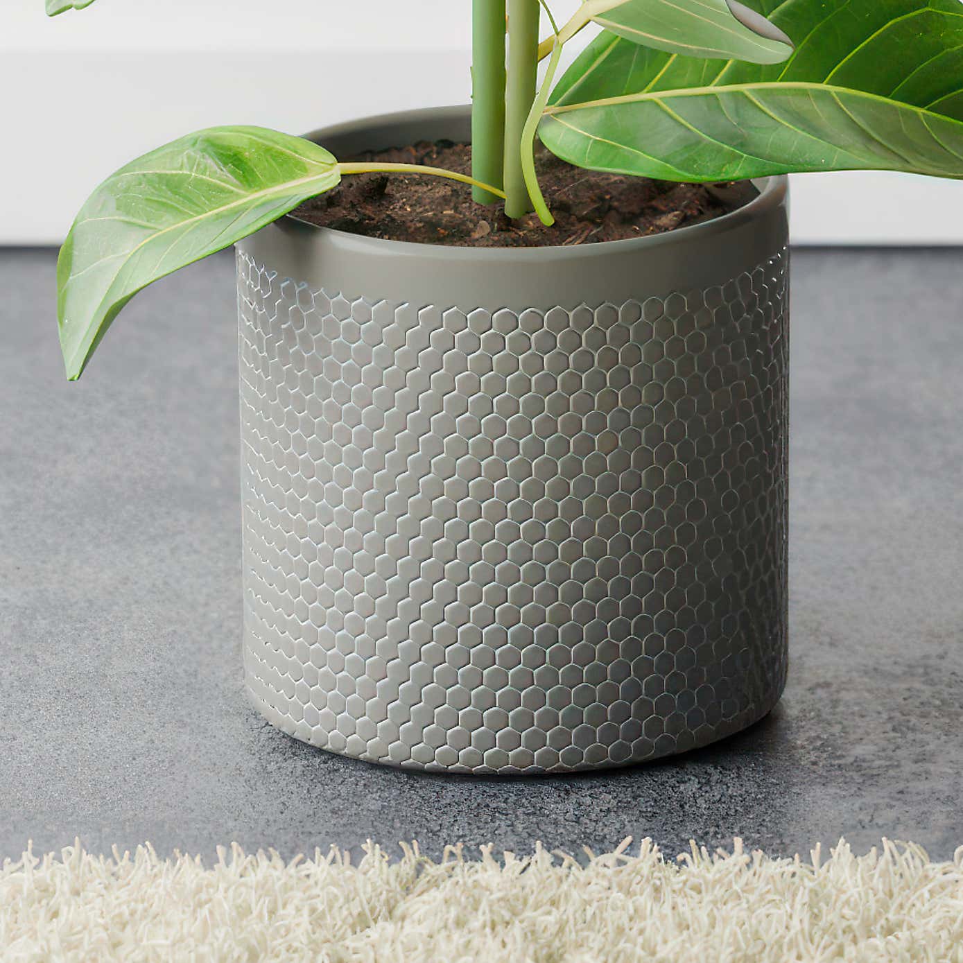 Bengal Fig House Plant in Capri Pot