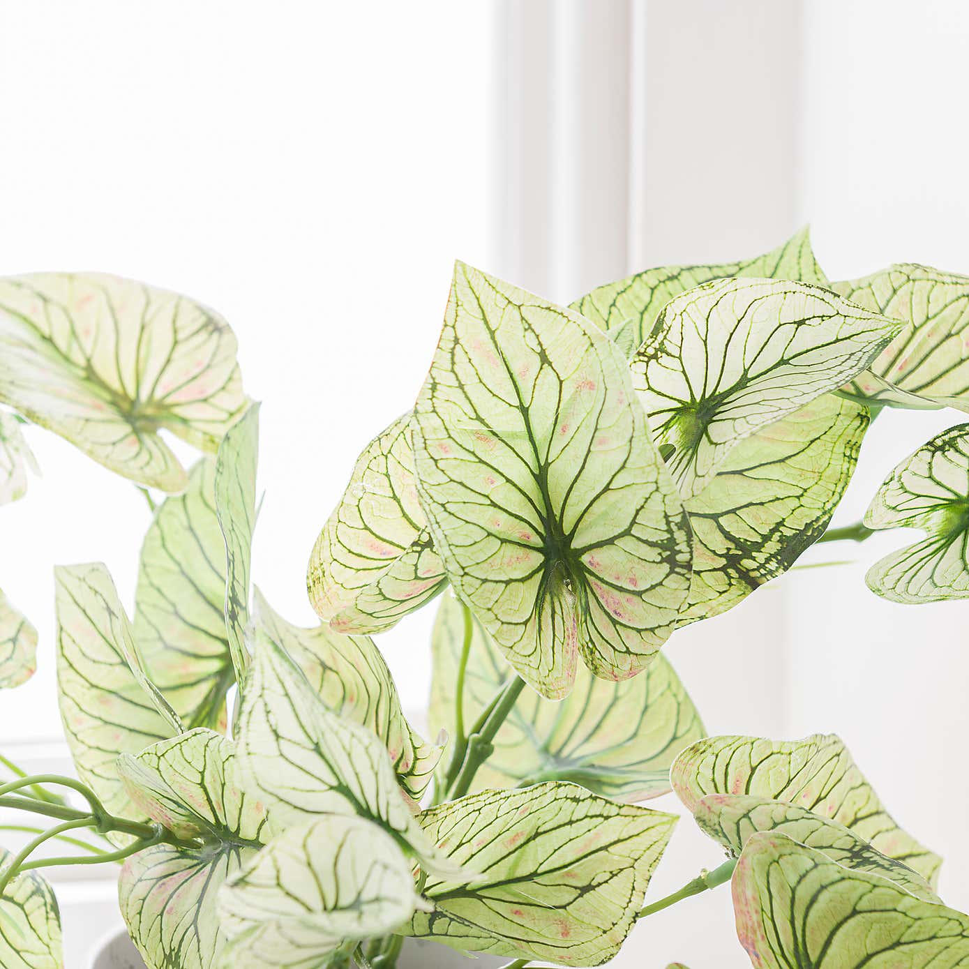 Artificial Caladium in White Plastic Plant Pot