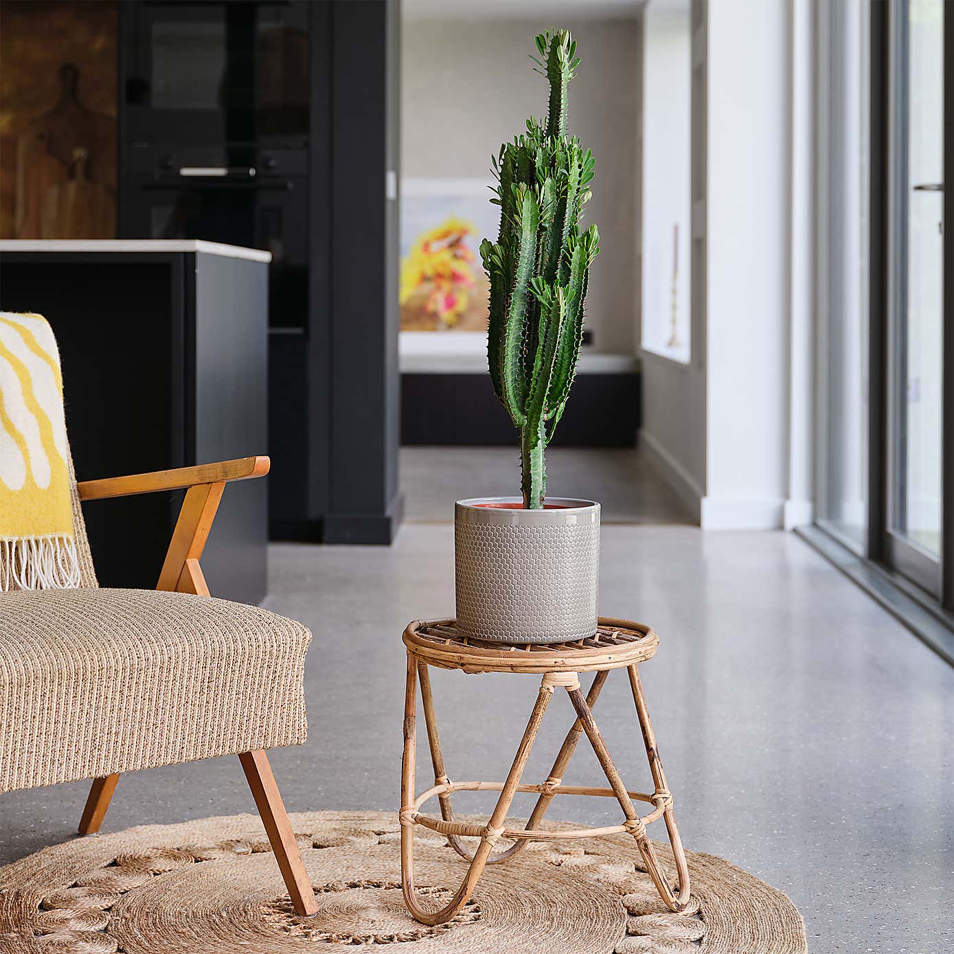 Euphorbia Trigona House Plant in Capri Pot