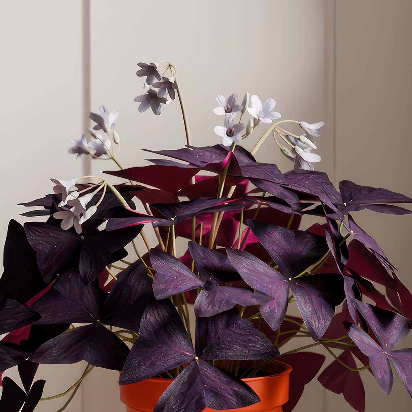 Oxalis House Plant in Capri Pot