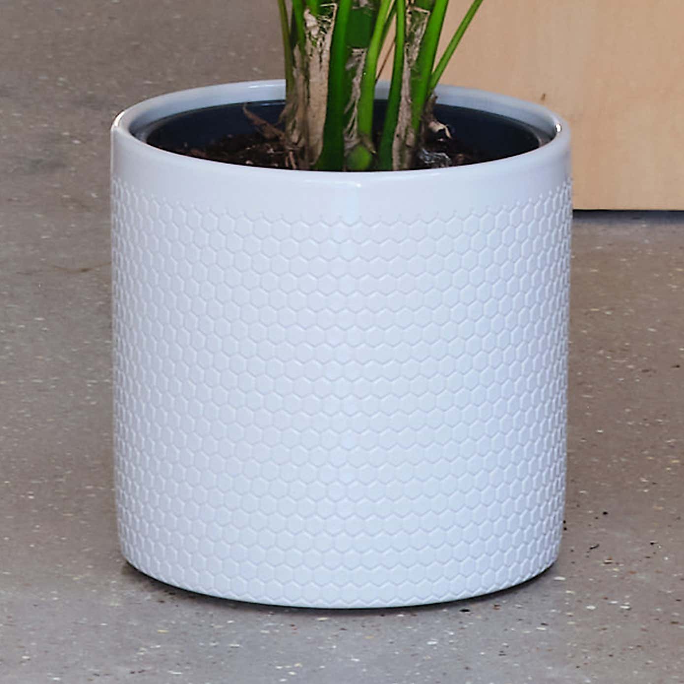 Kentia Palm House Plant in Capri Pot