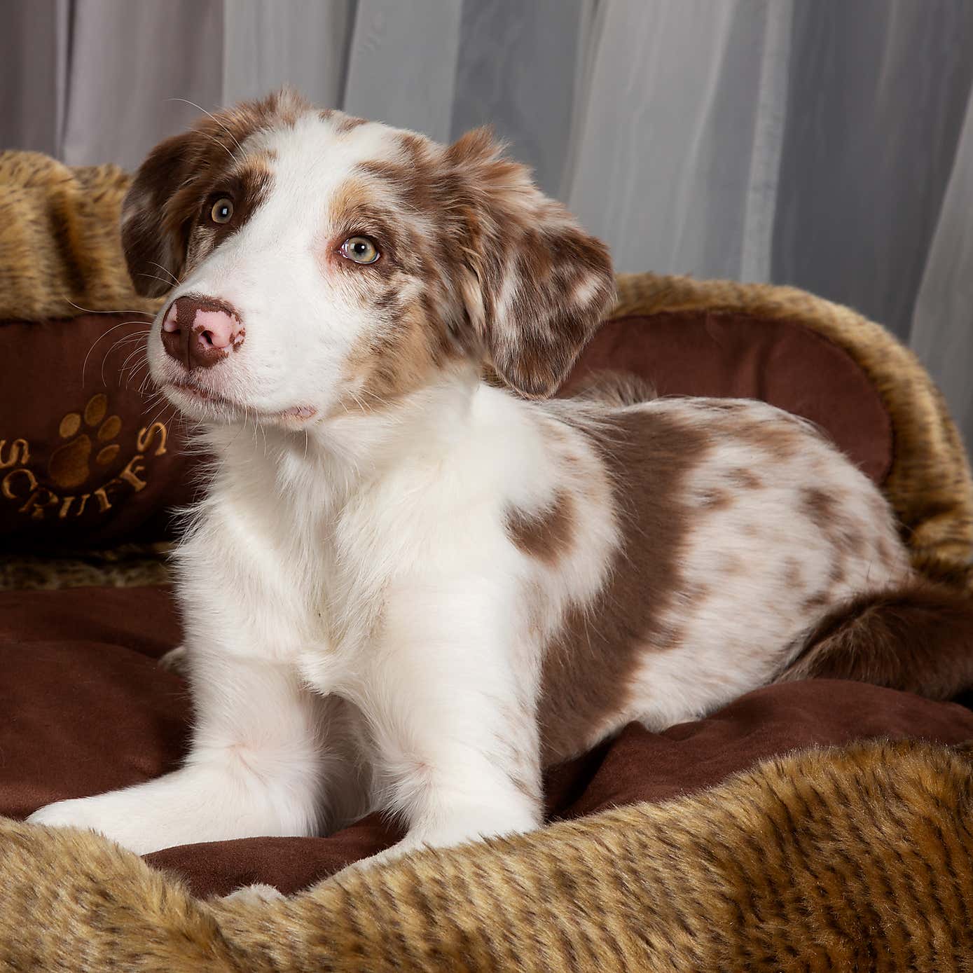 Scruffs Cub Bear Dog Bed