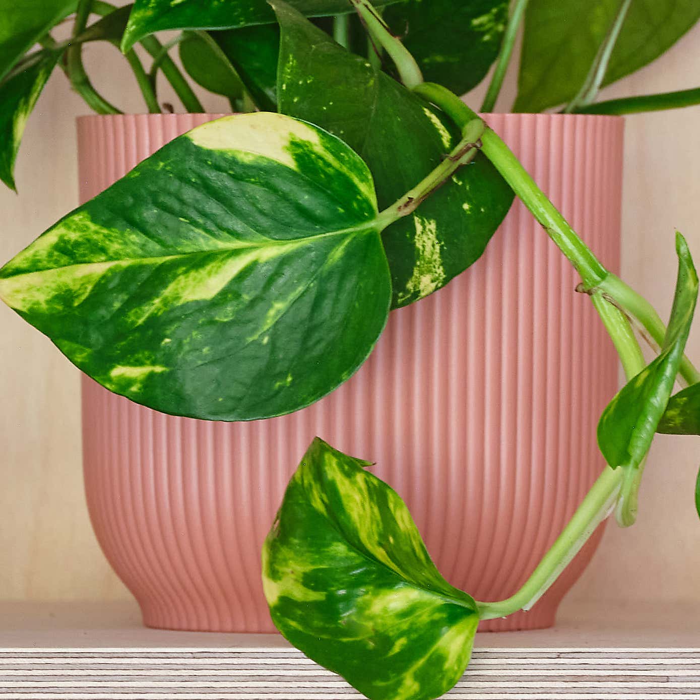 Devil's Ivy House Plant in Elho Pot