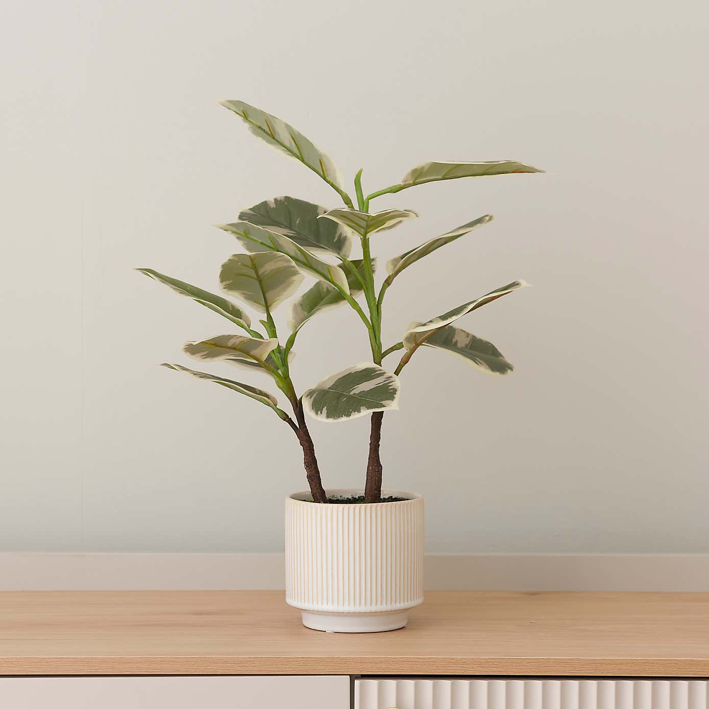 Artificial Varigated Rubber Plant in Ribbed Cream Ceramic Plant Pot