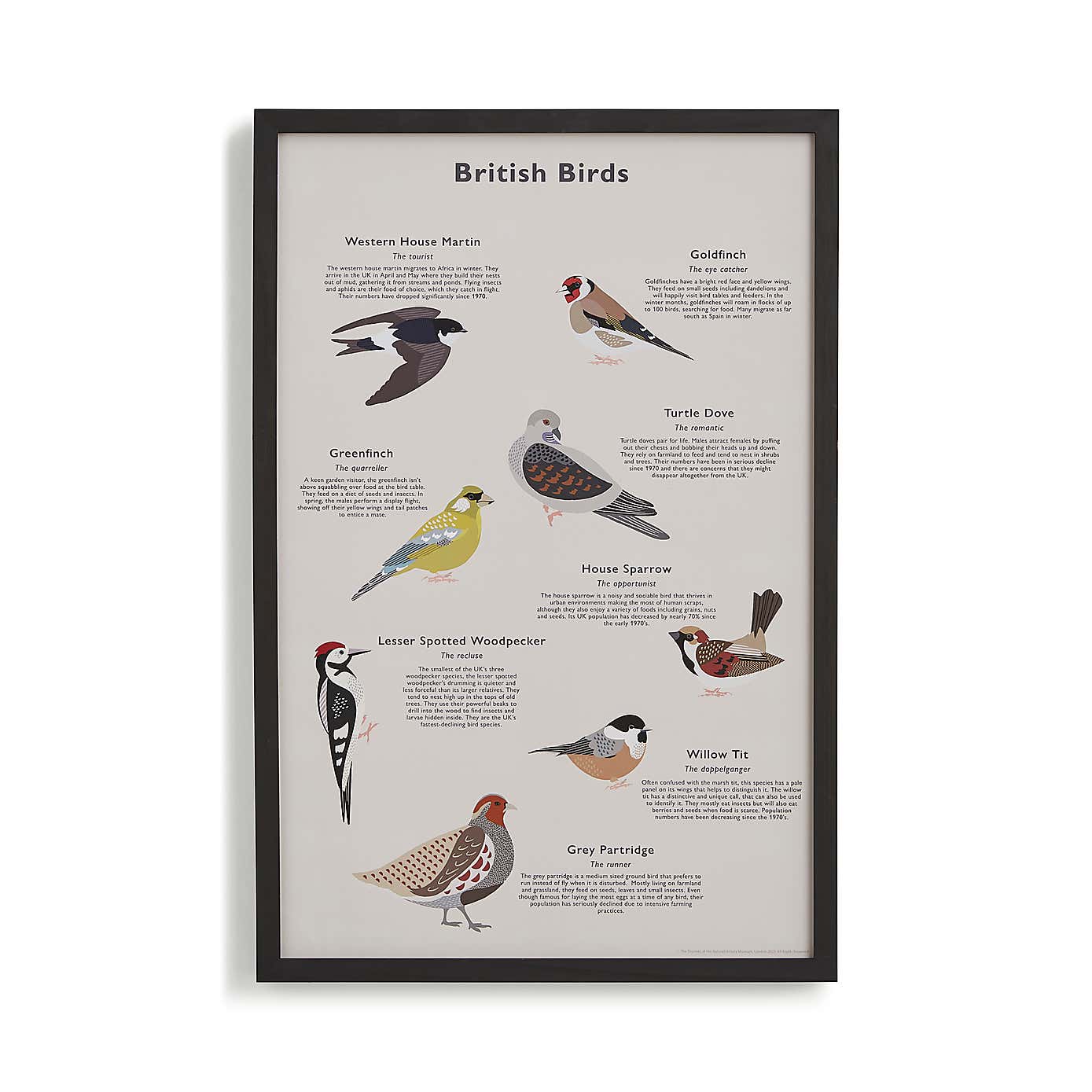 Framed Birds Print