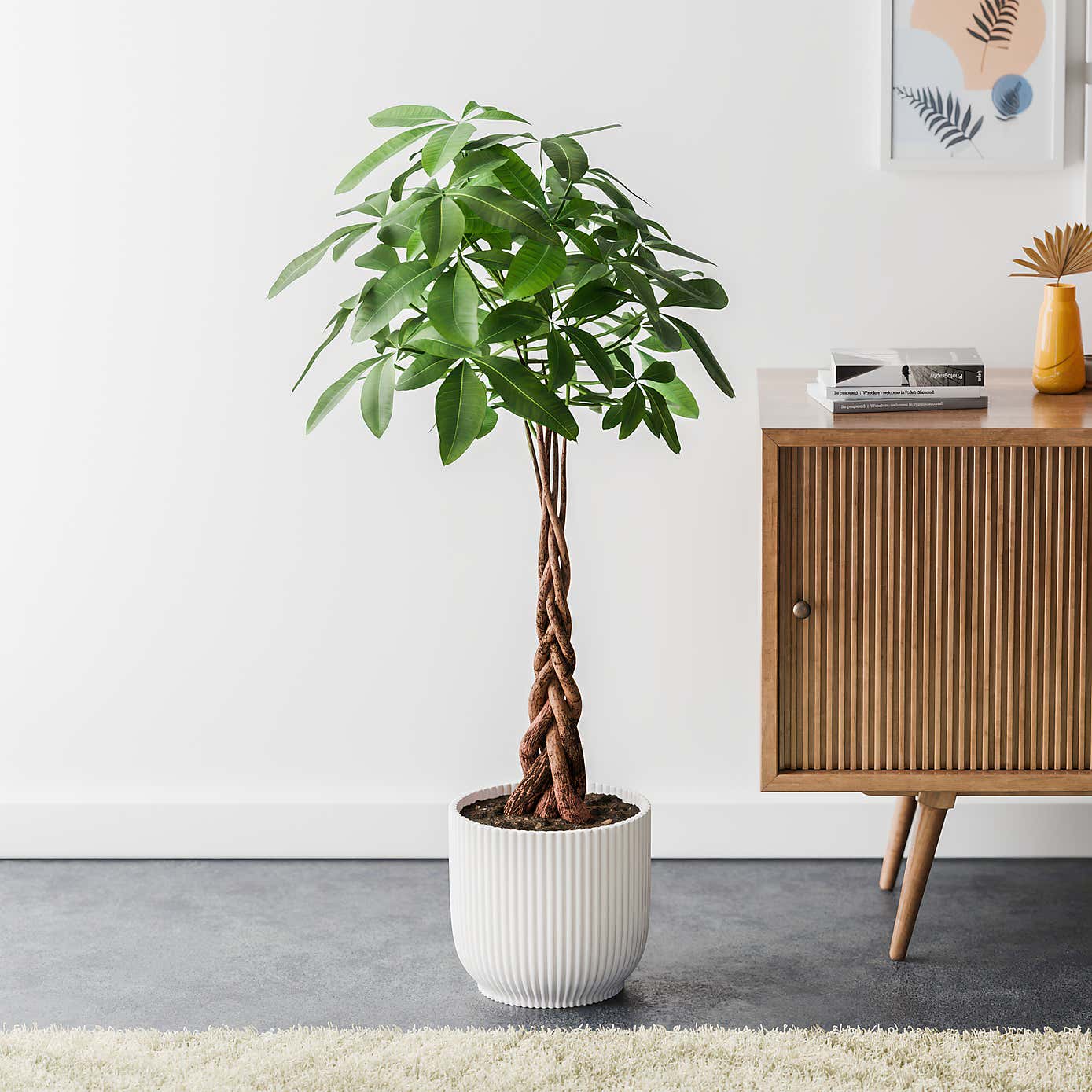 Money Tree House Plant in Elho Pot