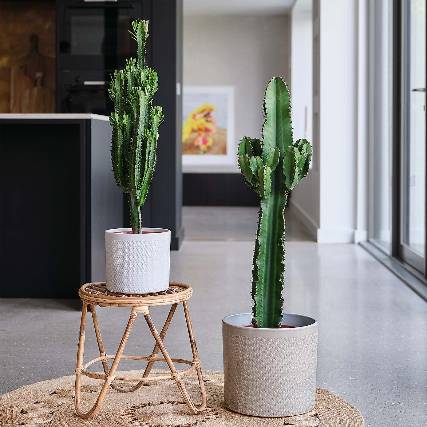 Euphorbia Trigona House Plant in Capri Pot